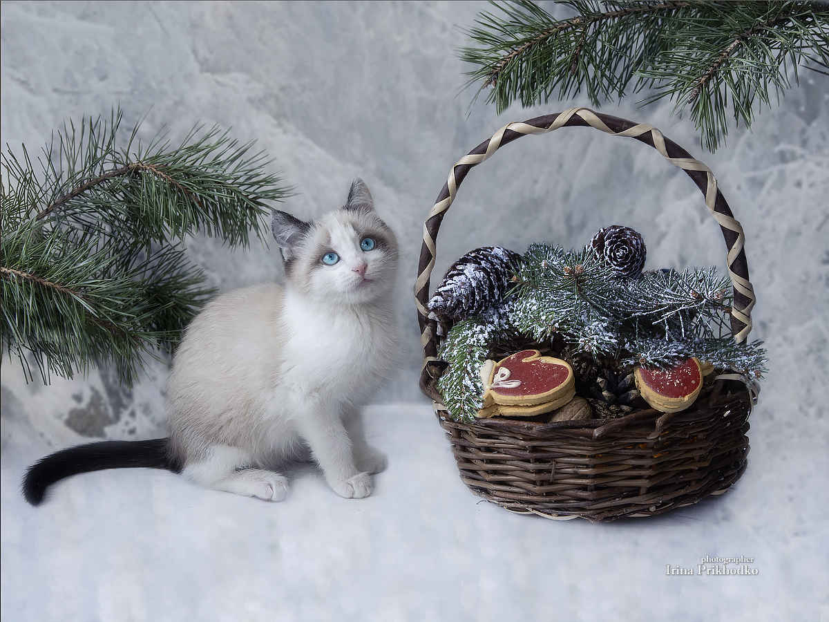 котики, котята, новогодняя открытка, праздники, зима, постановочное фото, Приходько Ирина