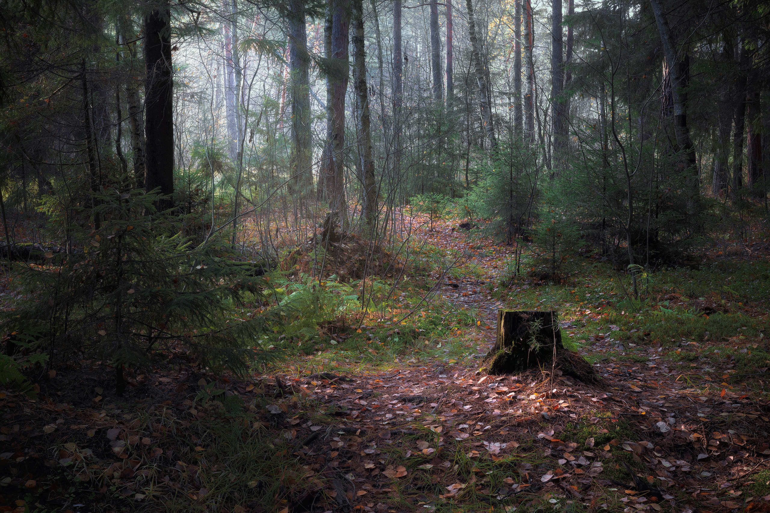 лес, деревья, листва, осень, Валерий Вождаев