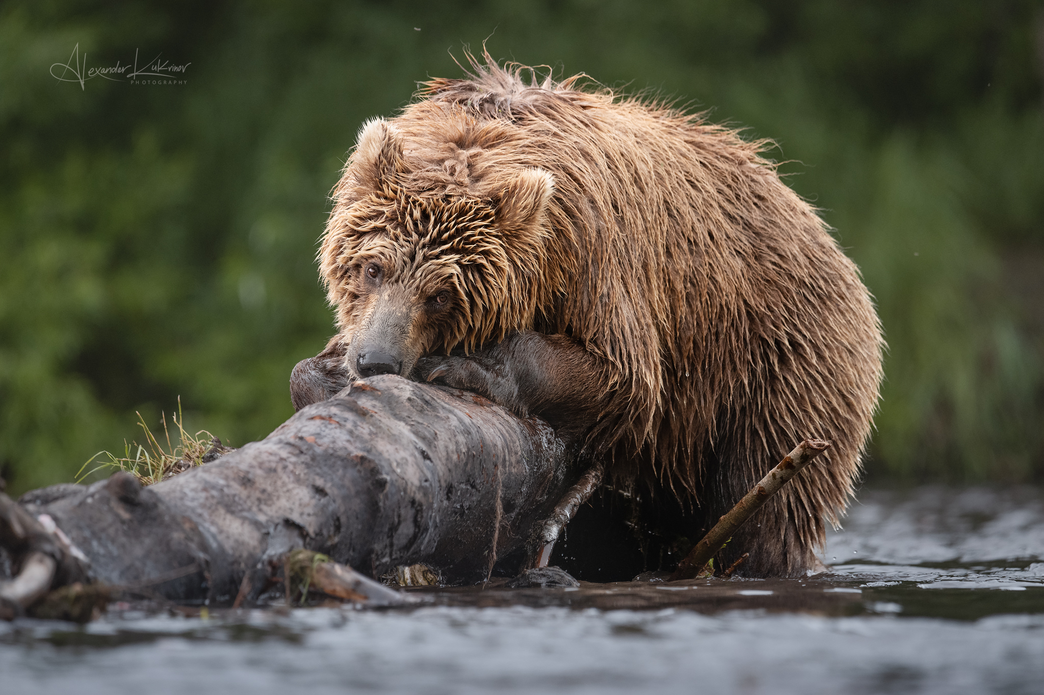 медведь,камчатка, Александр Кукринов