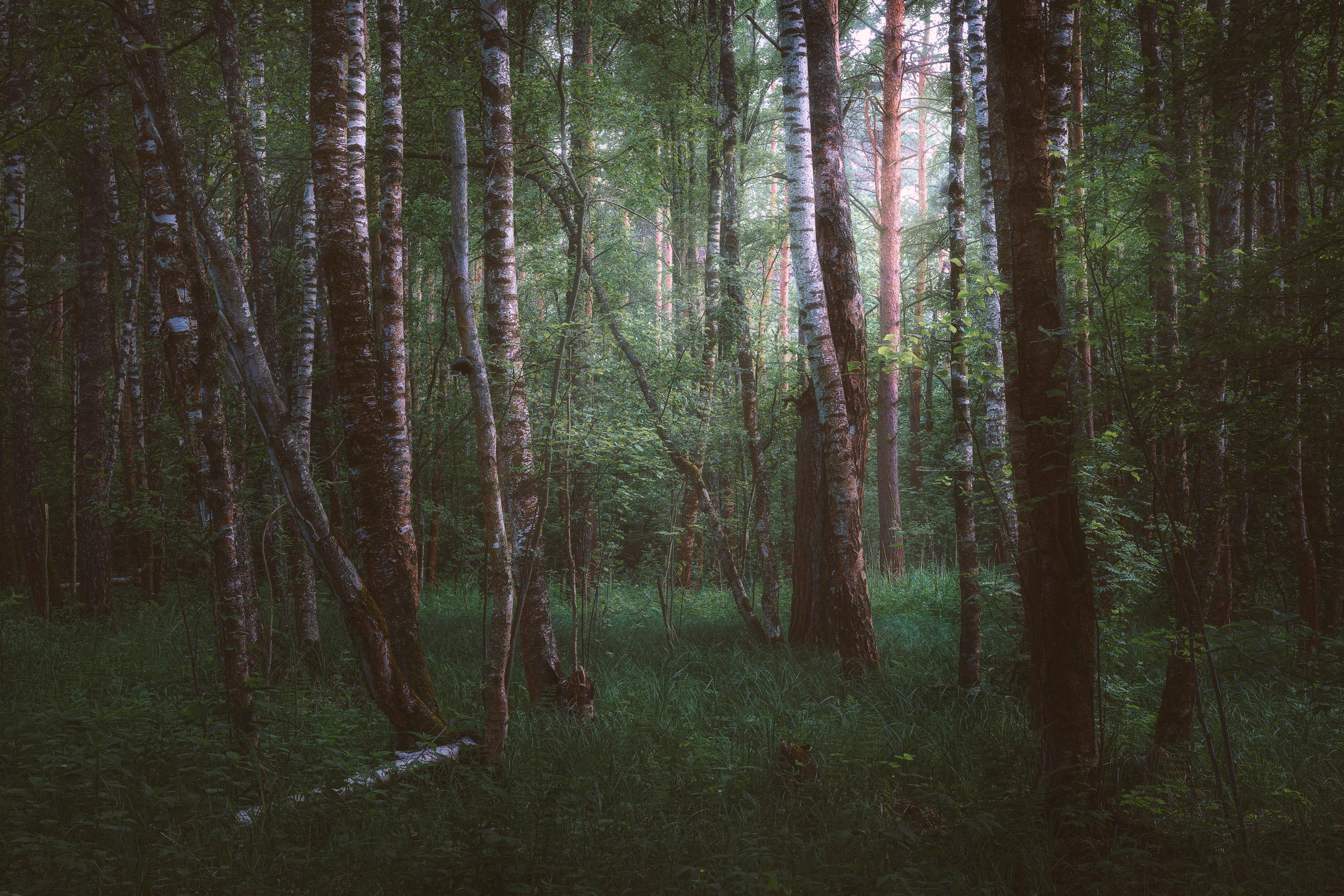лес, березы, листва, Валерий Вождаев