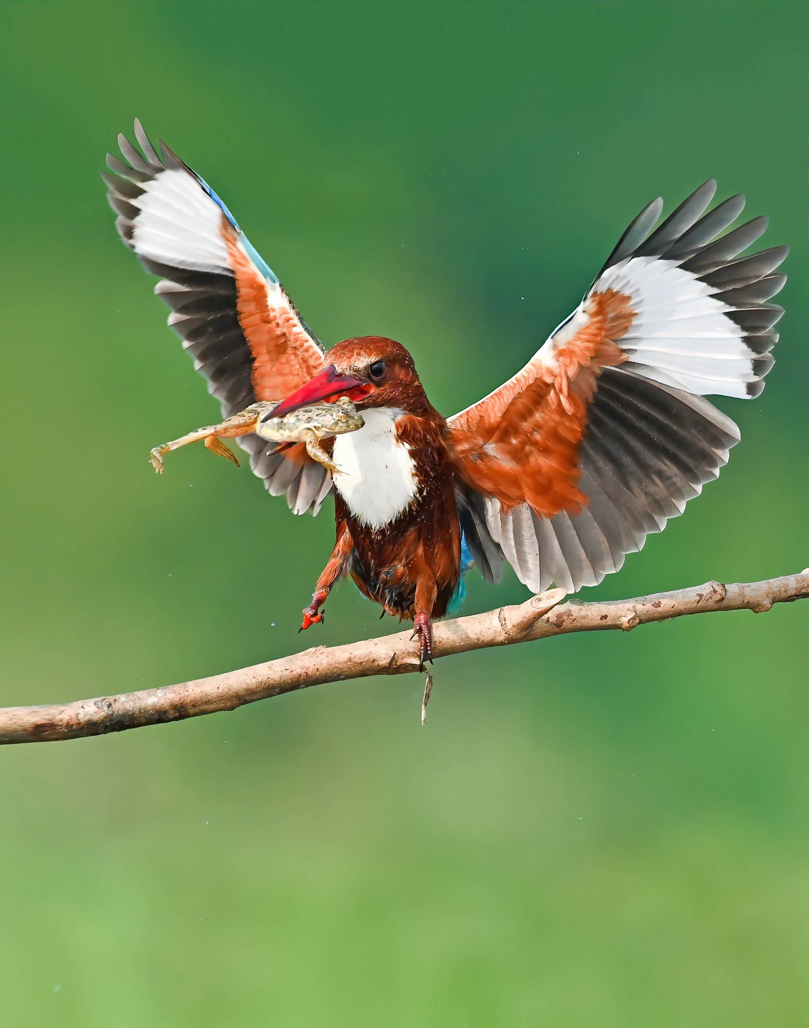 #Birds #kingfisher #Nature #Wildlife, Prasenjit Dutta