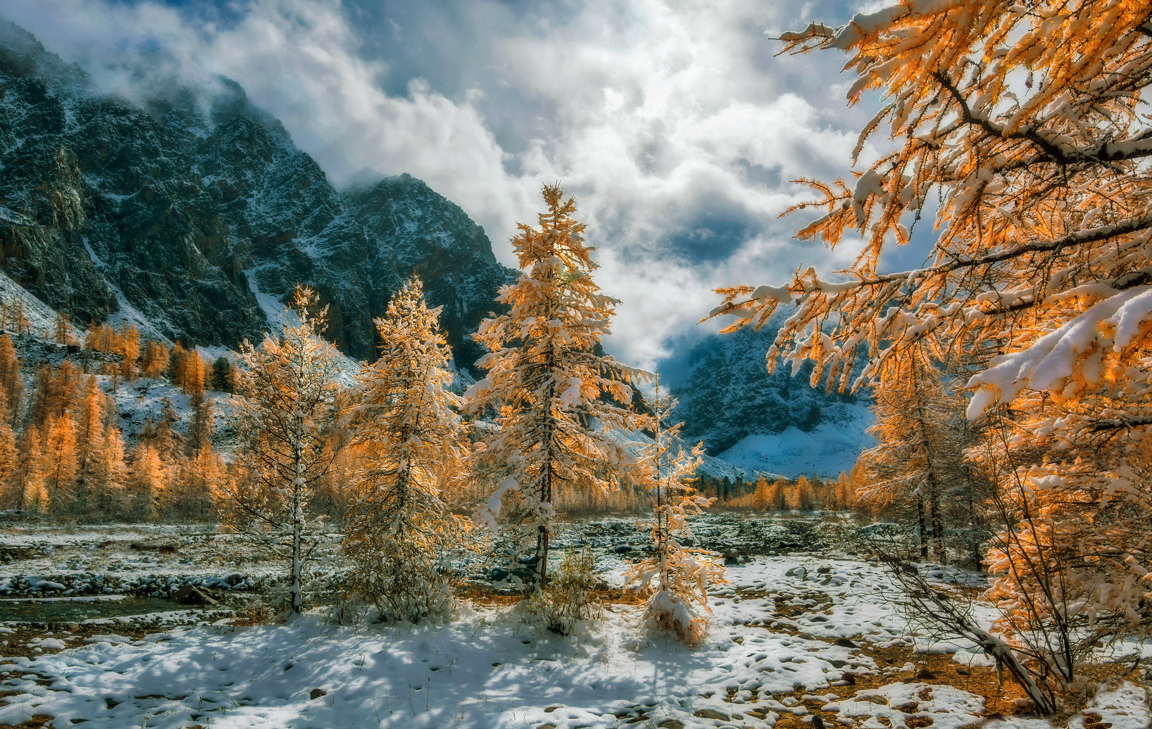 горный алтай,осень,долина актру,лиственницы,снег, Lora Pavlova