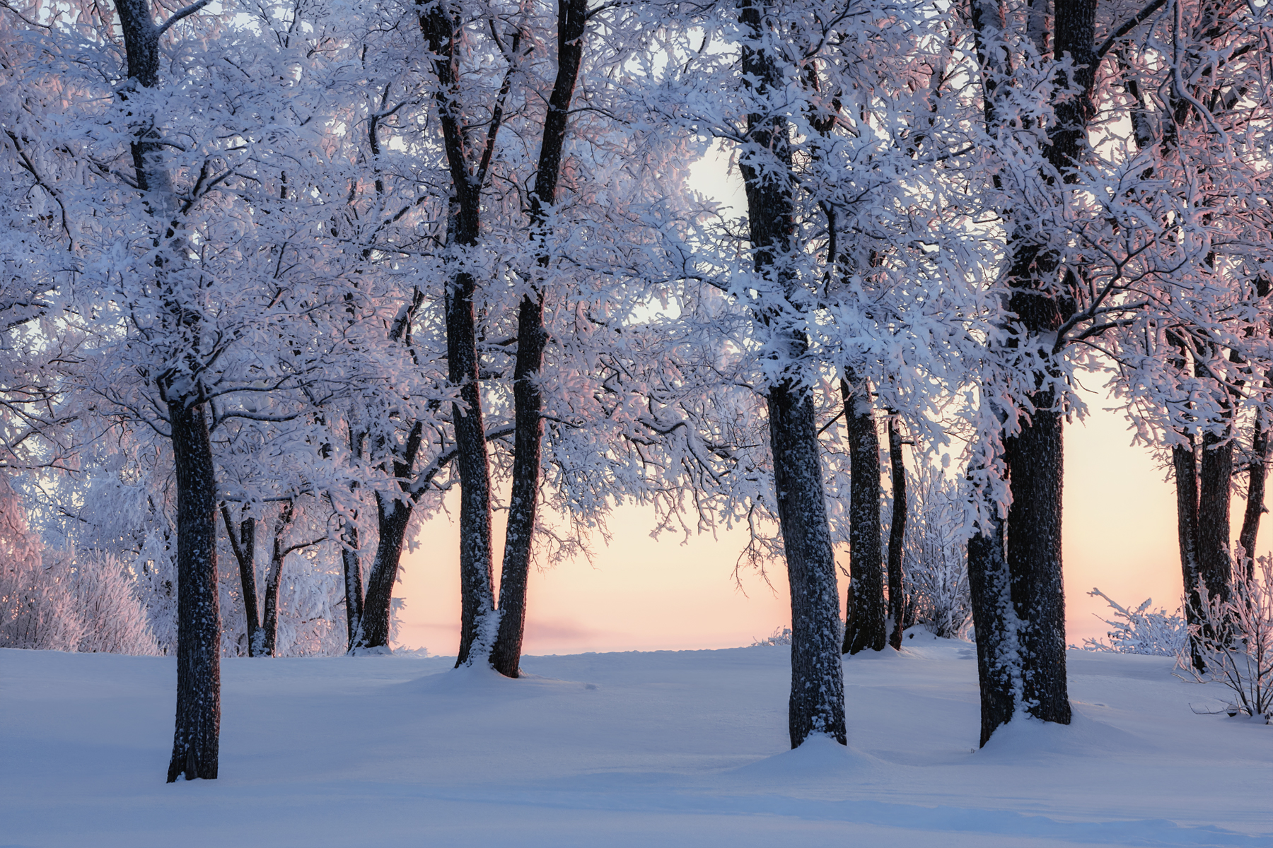 зима декабрь вечер снег иней мороз деревья тополя архангельск, Вера Ра