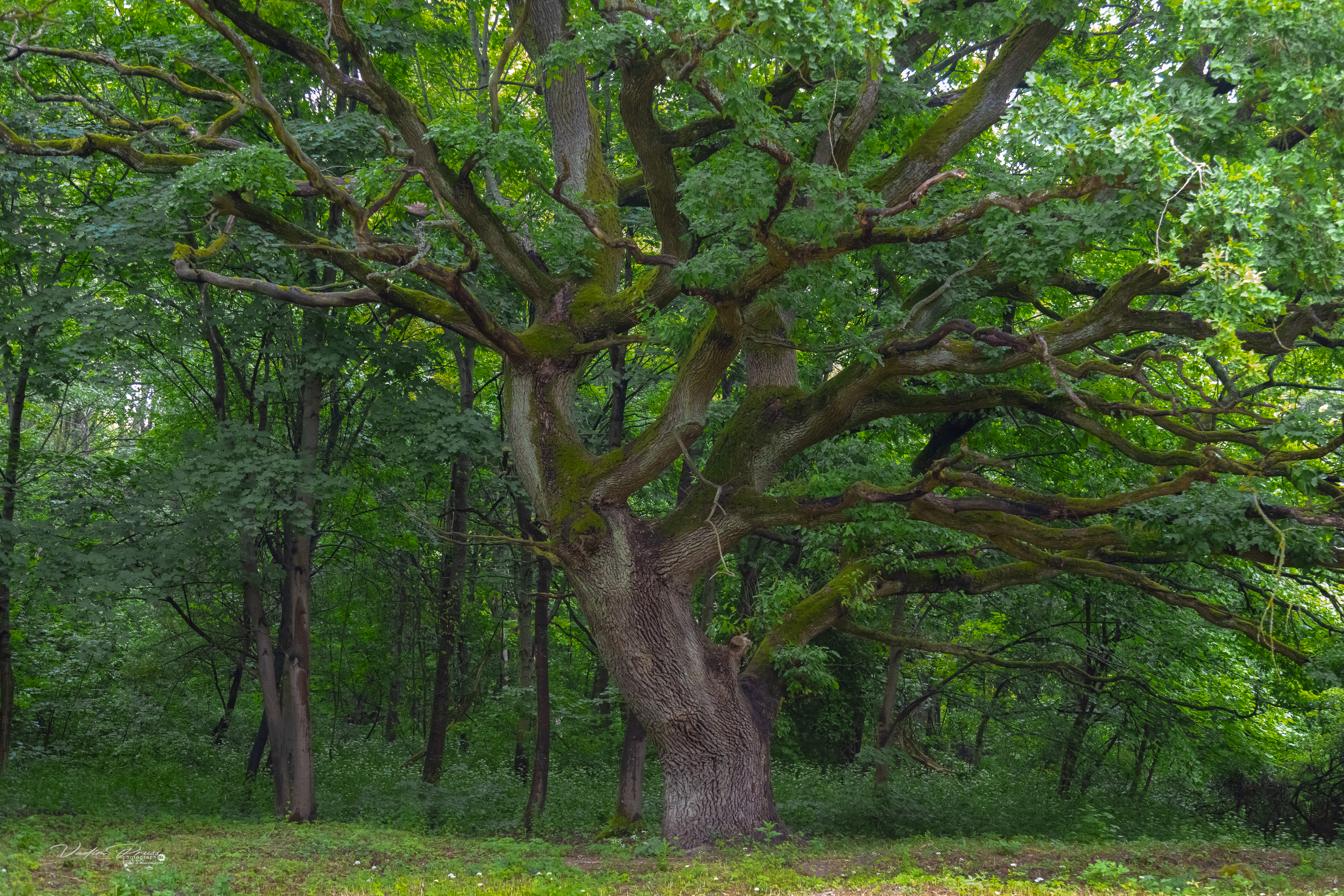 дуб, дерево, многовековой, бальга,  лес, калининградская область, фотография, свирин вадим, 2023 год, Vadim Svirin