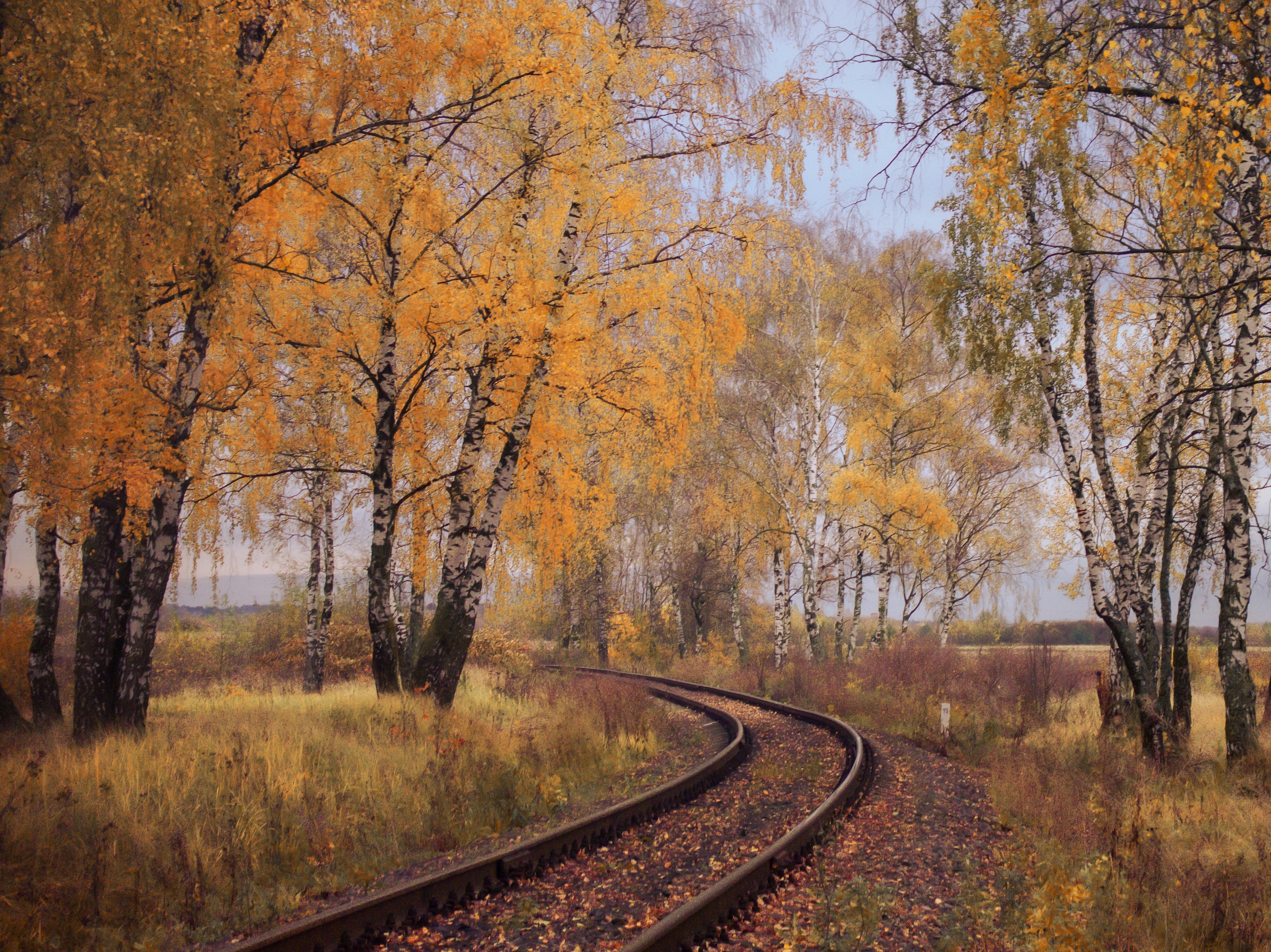 осень, железная дорога, березовая роща, пейзаж, лес, Хомастя Настя