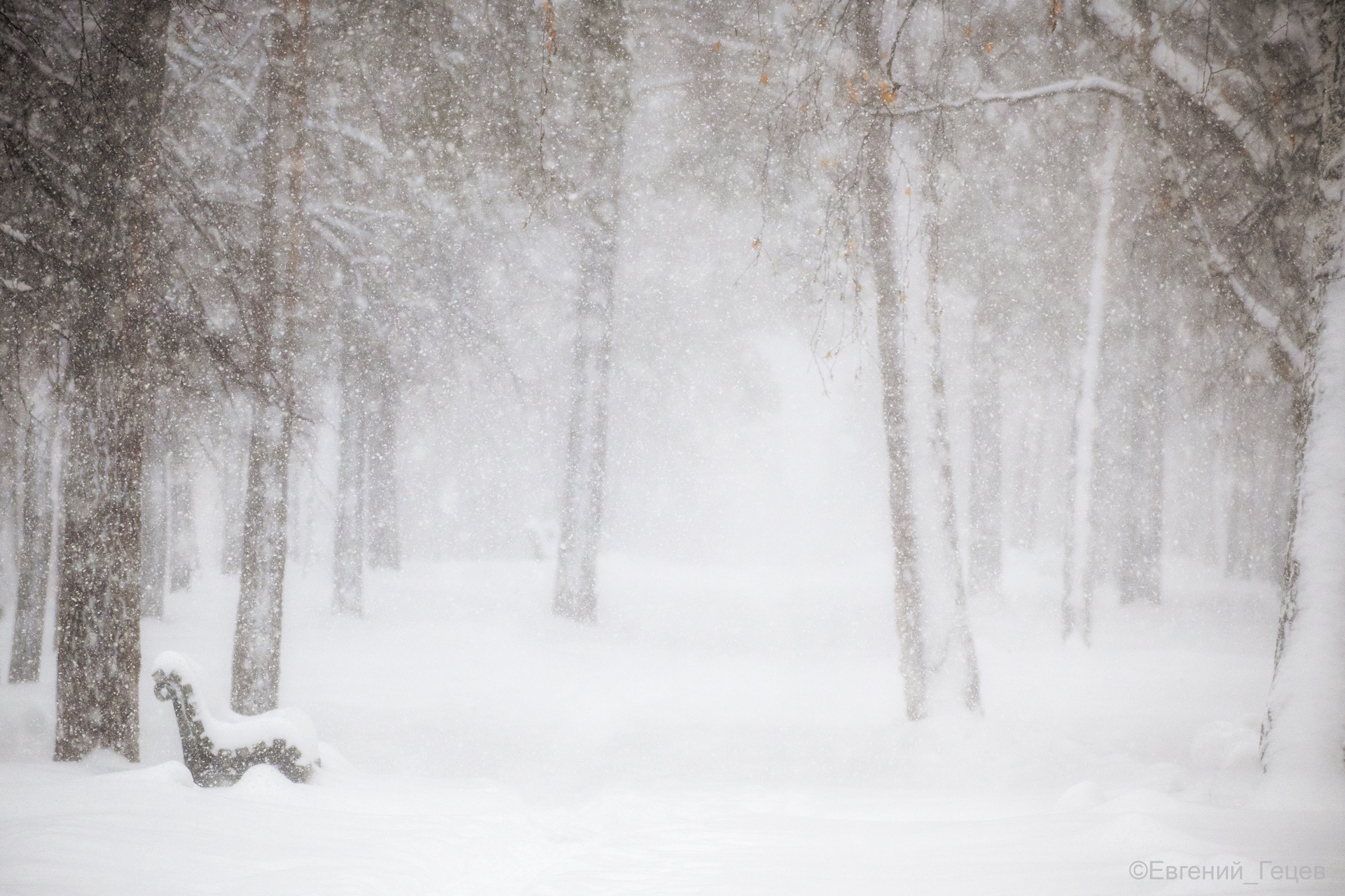 пейзаж, зима, снег, деревья, Евгений Гецев