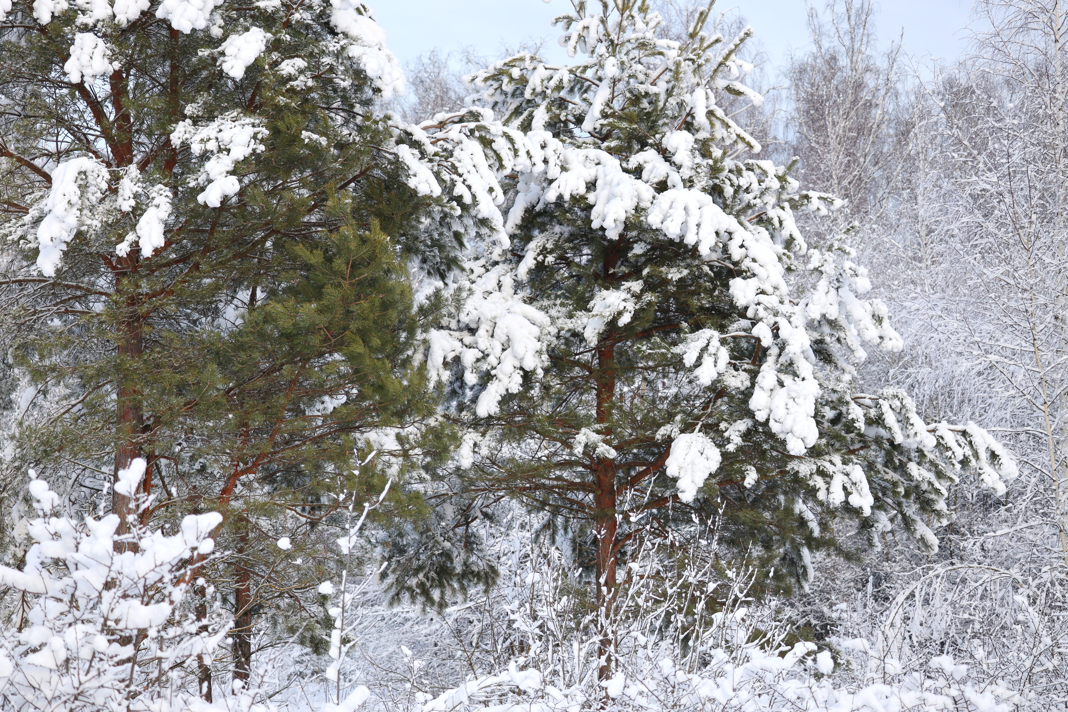 лес зима, Колосова Елена