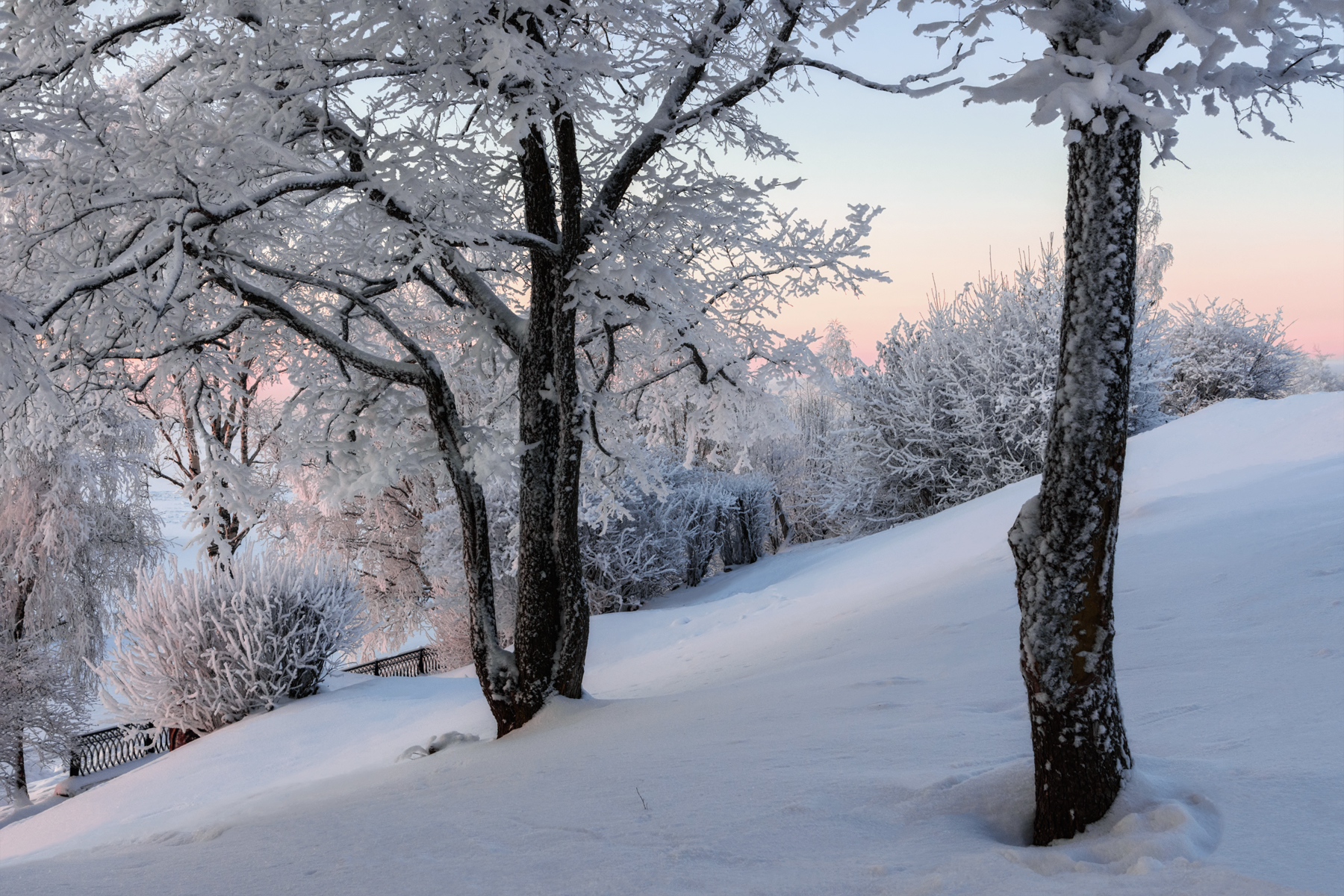 зима, декабрь, иней, снег, мороз, деревья, кусты, архангельск, Вера Ра