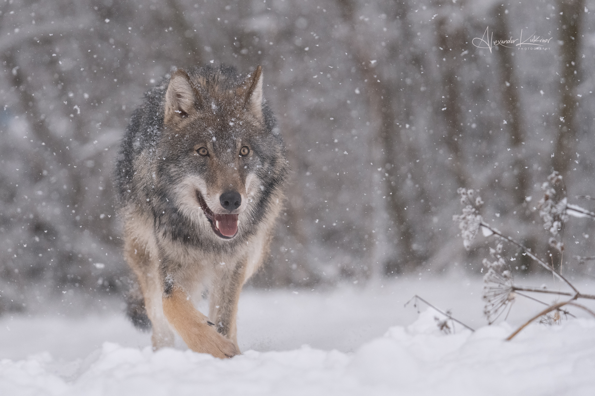 волк,зима,снегопад, Александр Кукринов
