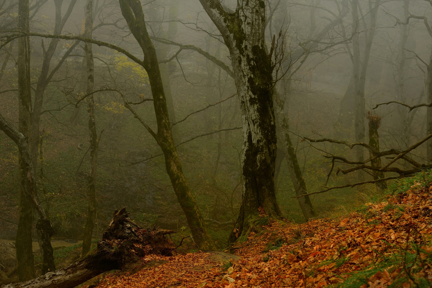 осень листва утро лес  туман, Александр Жарников