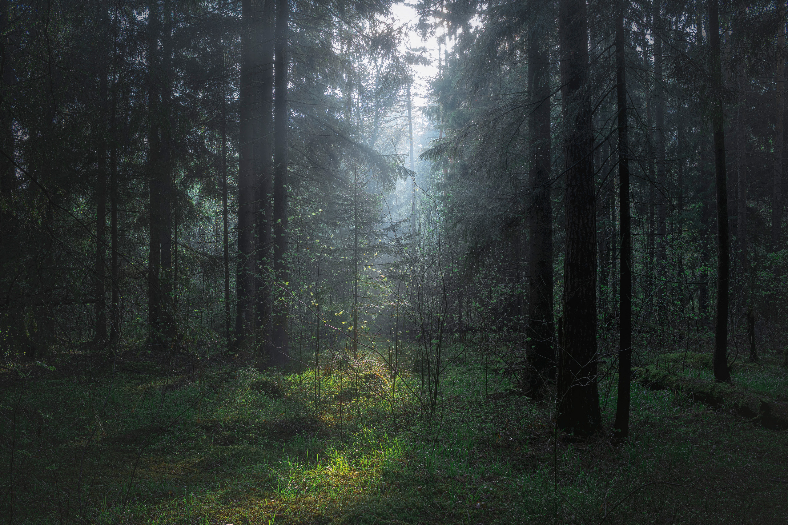 лес, деревья, листва, свет, Валерий Вождаев