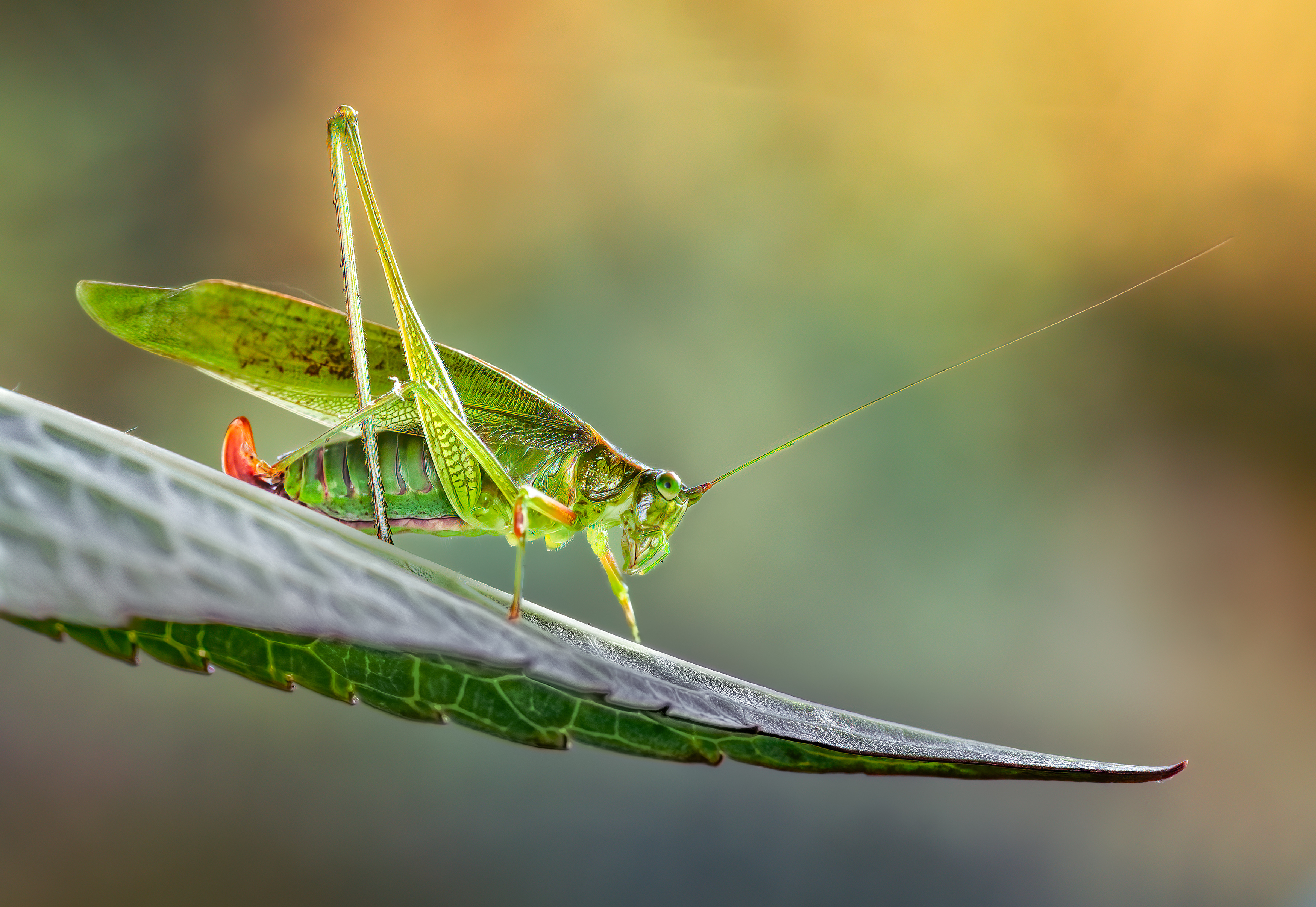 grasshopper, hopper, insect, macro, bug, grass, Atul Saluja