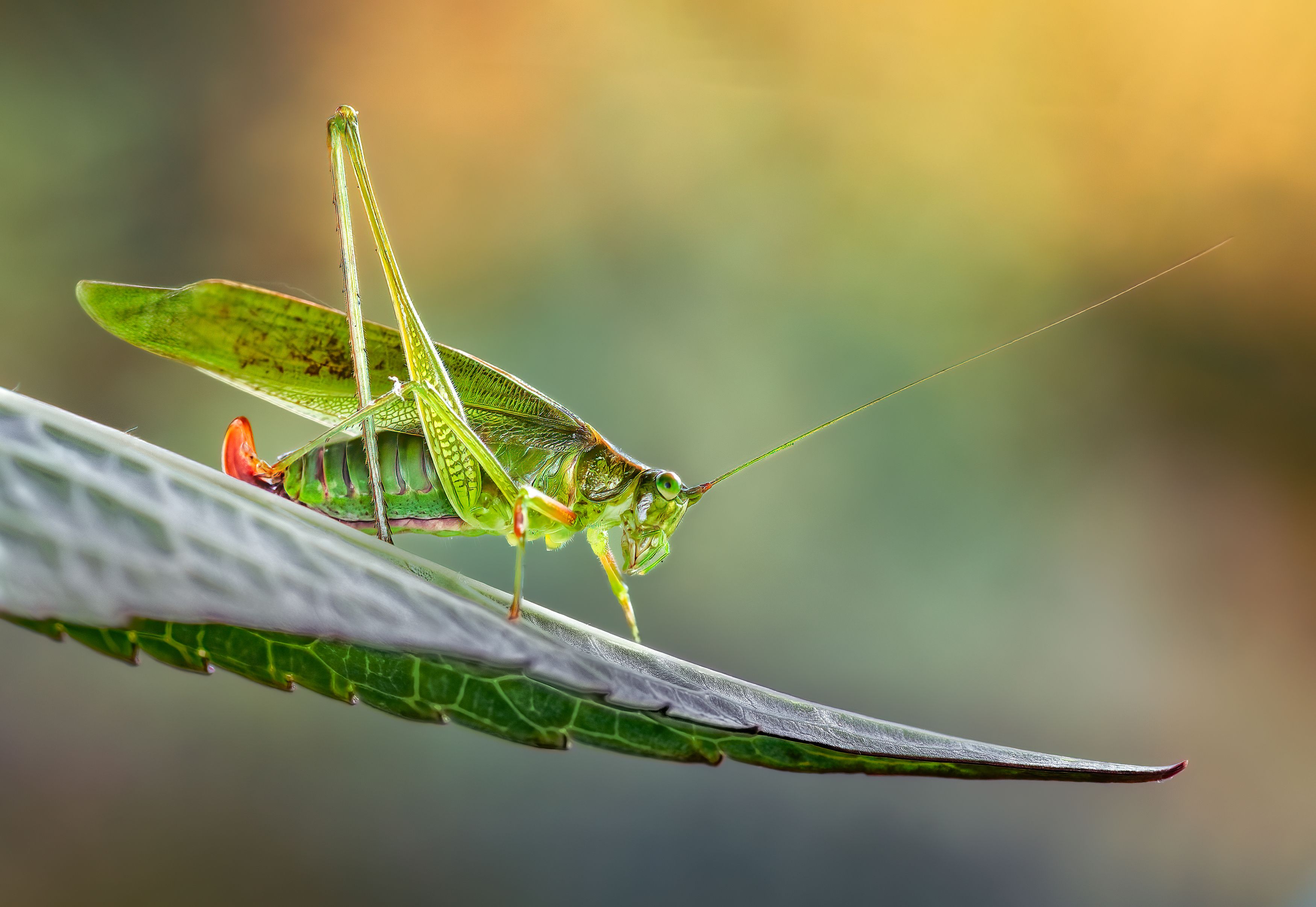 grasshopper, hopper, insect, macro, bug, grass, Atul Saluja