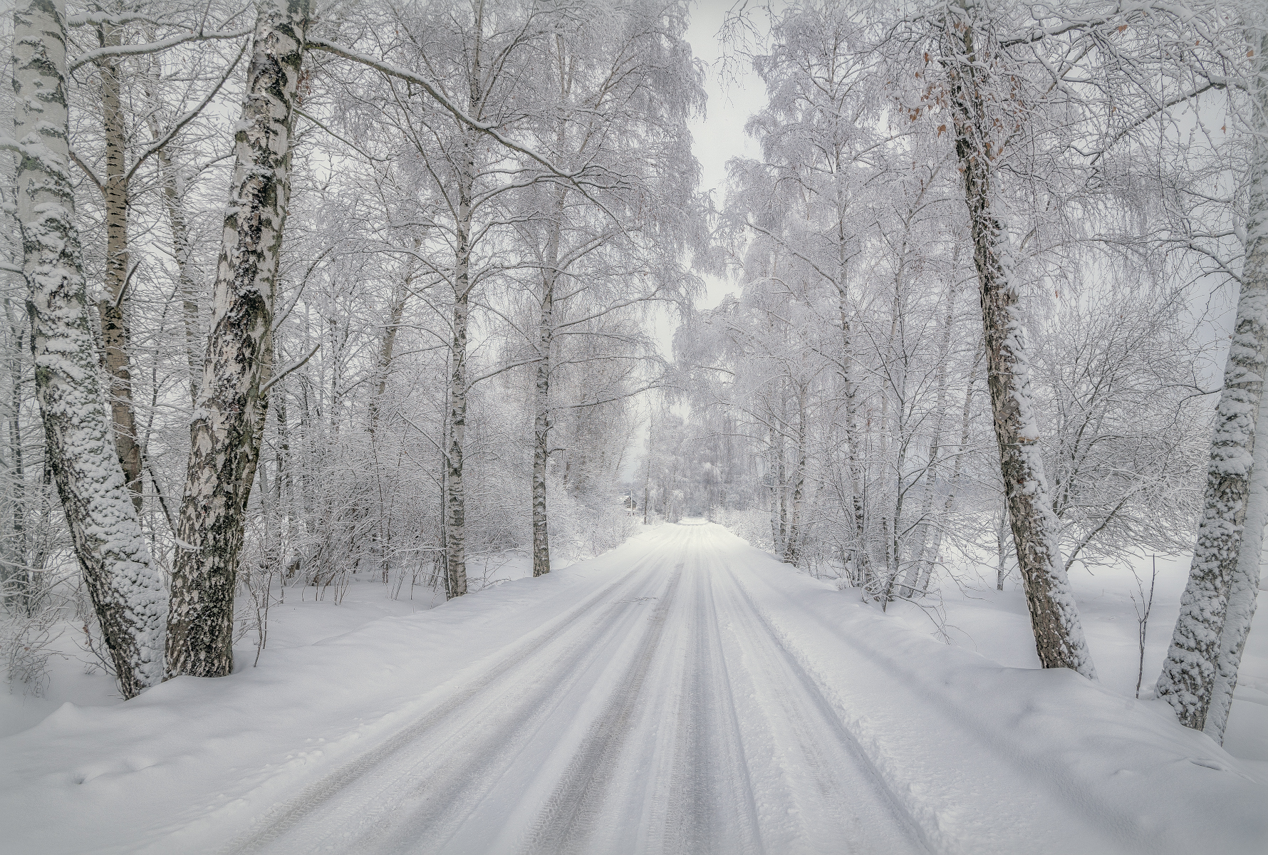 дорога, берёзы, зима, снег, иней, Сергей Аникин