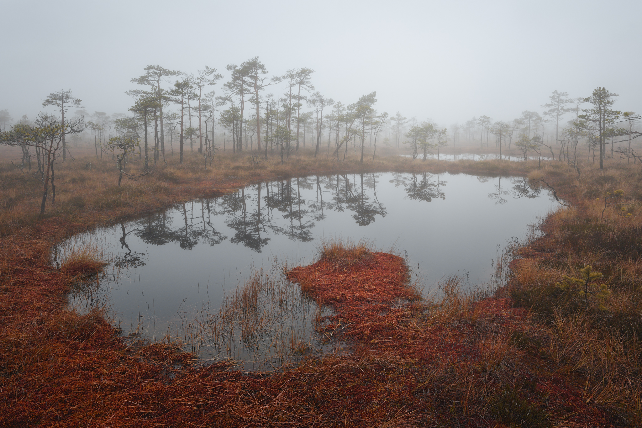 туман,болото,осень,озеро,отражение, Андрей