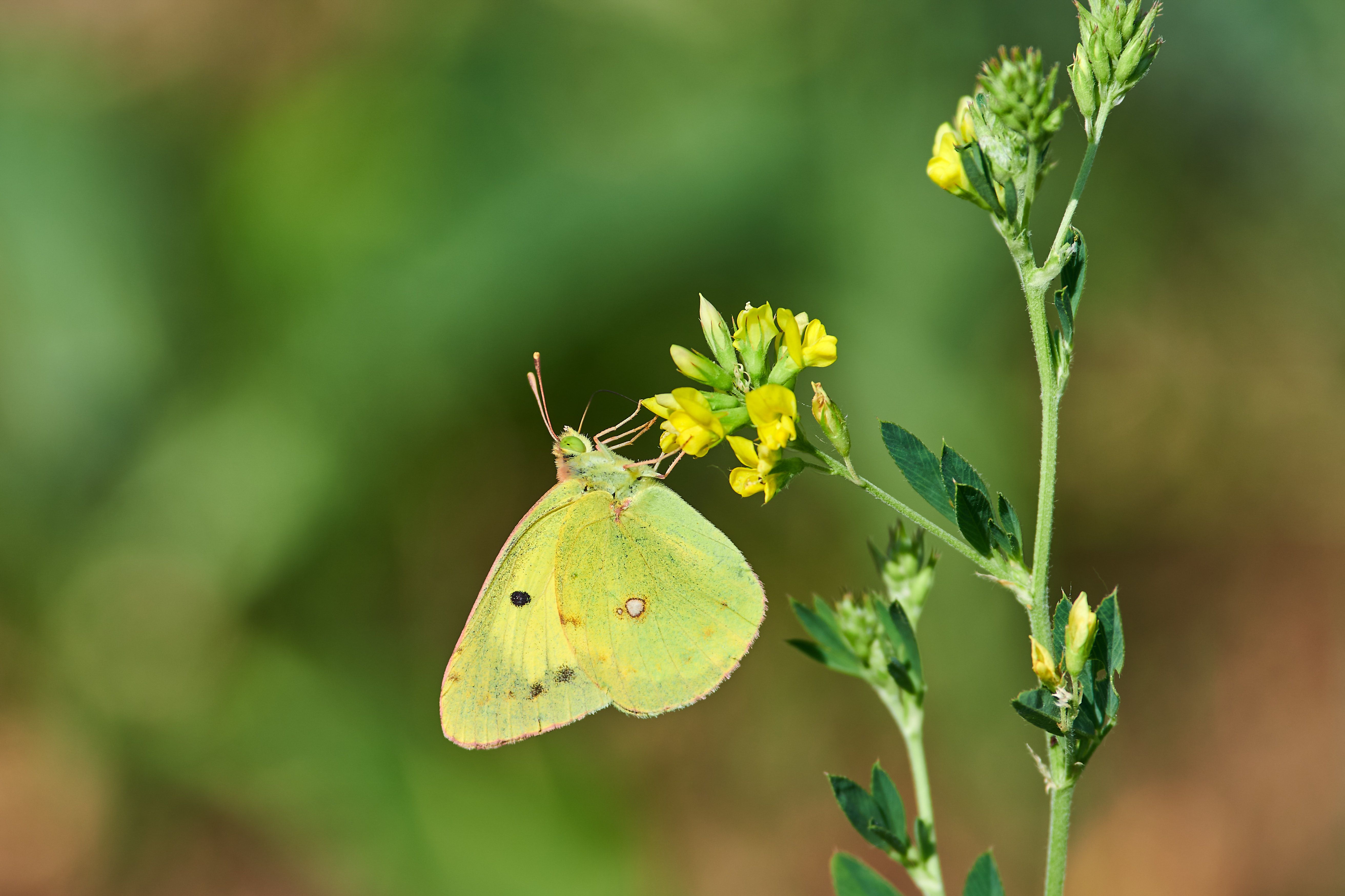 macro, macro photo, russia, wildlife, butterfly, Colias erate, , Сторчилов Павел