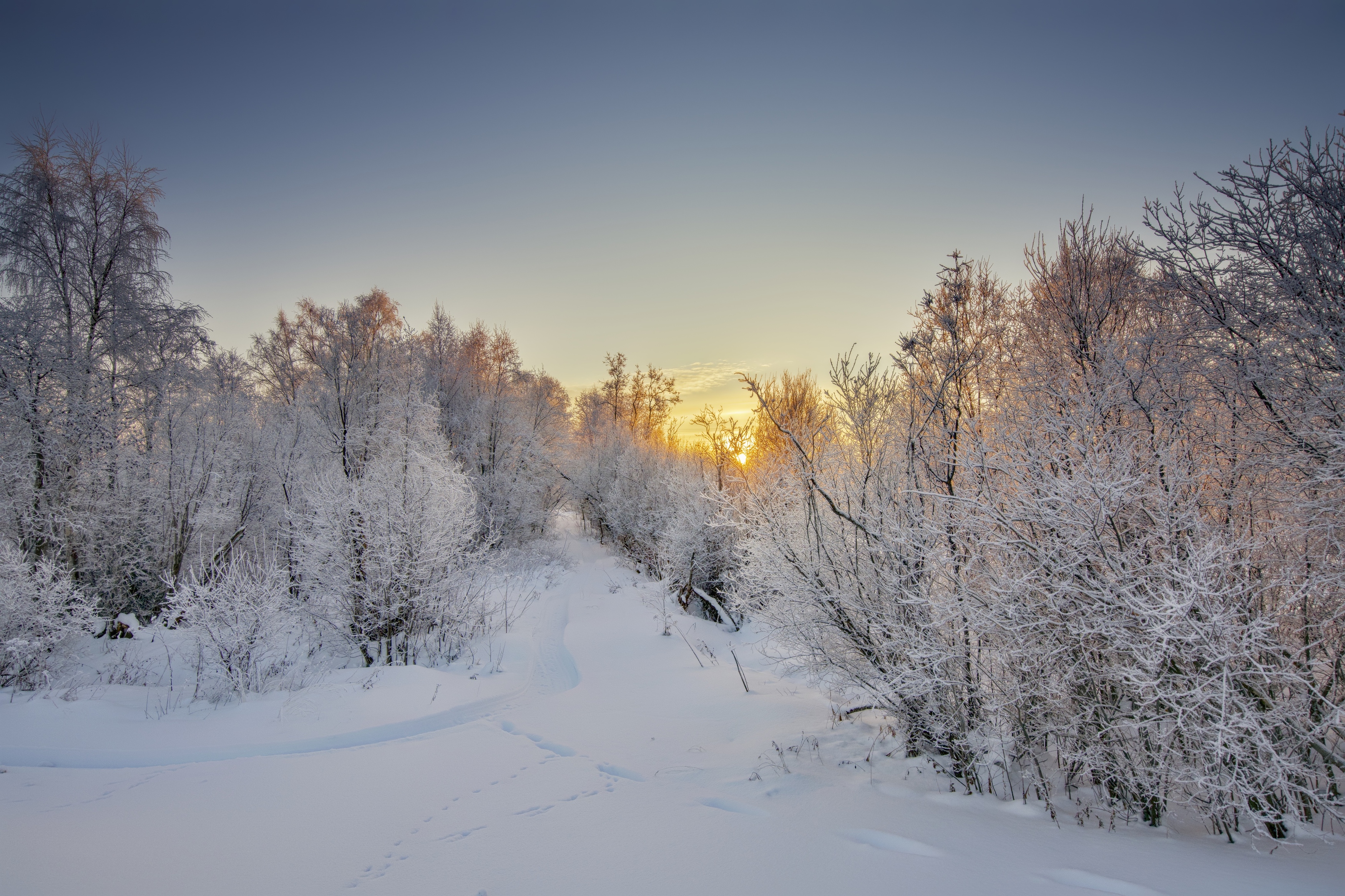 winter snow path cold bush north, Шишпанов Игорь