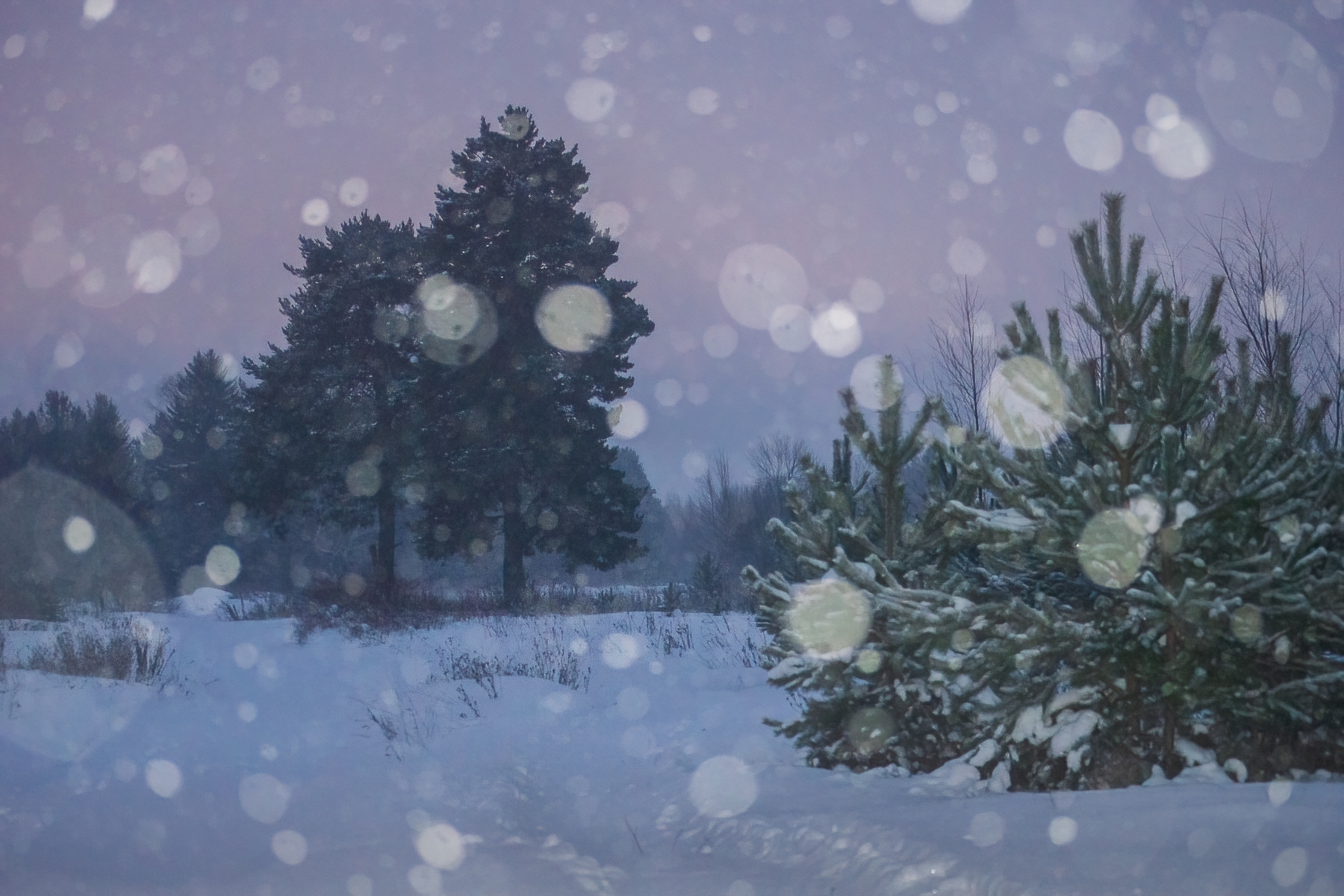 пейзаж, природа, зима, снег, лес, Mysov Ivan