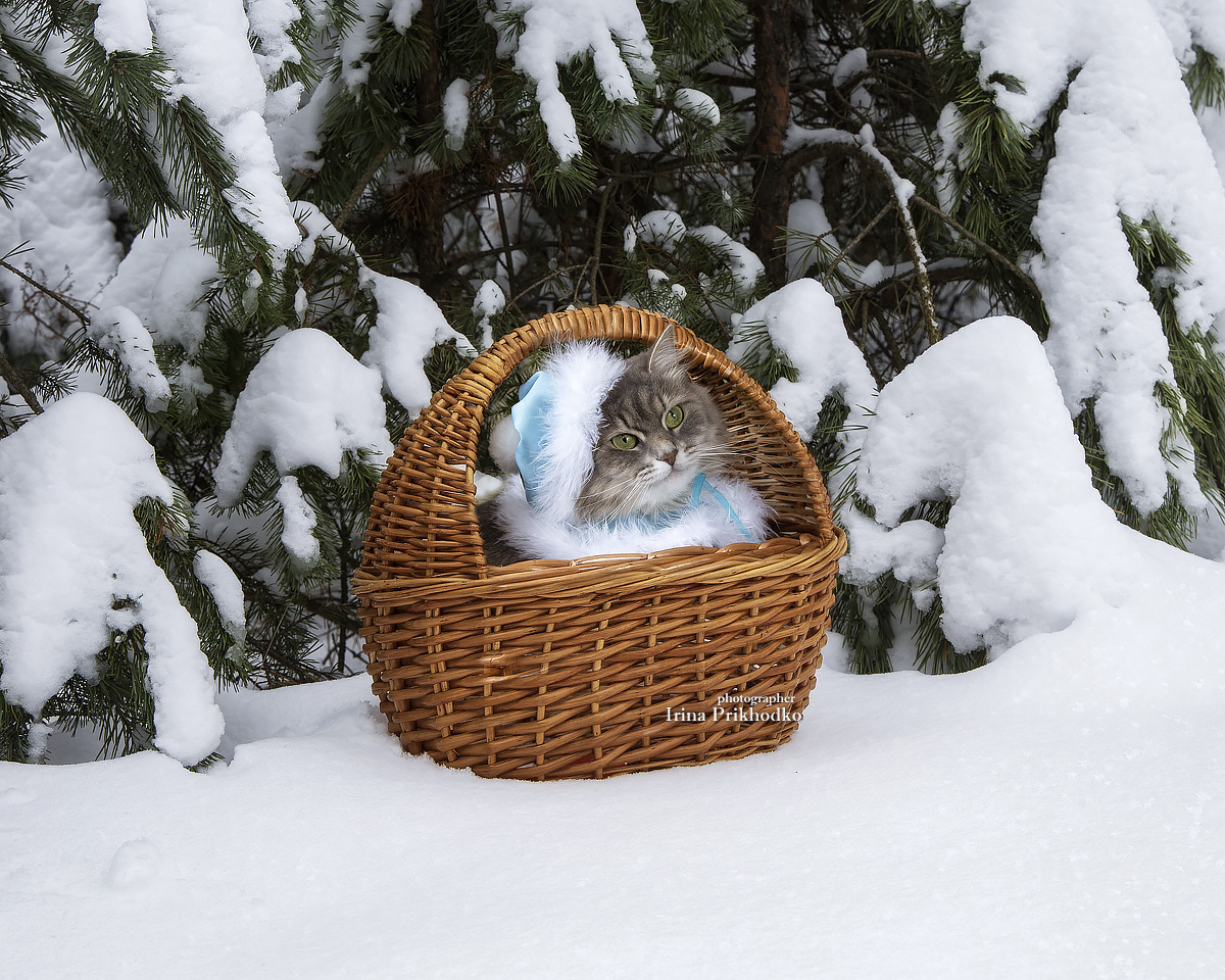 зима, снег, домашние животные, кошки, Приходько Ирина