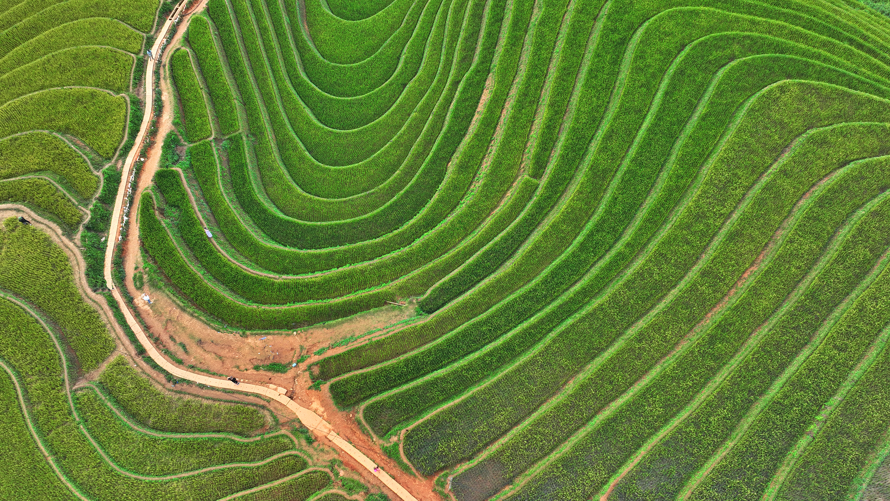 #arial #landscape #terraced # ricefarming #vietnam #MucangChi, Sabina Akter