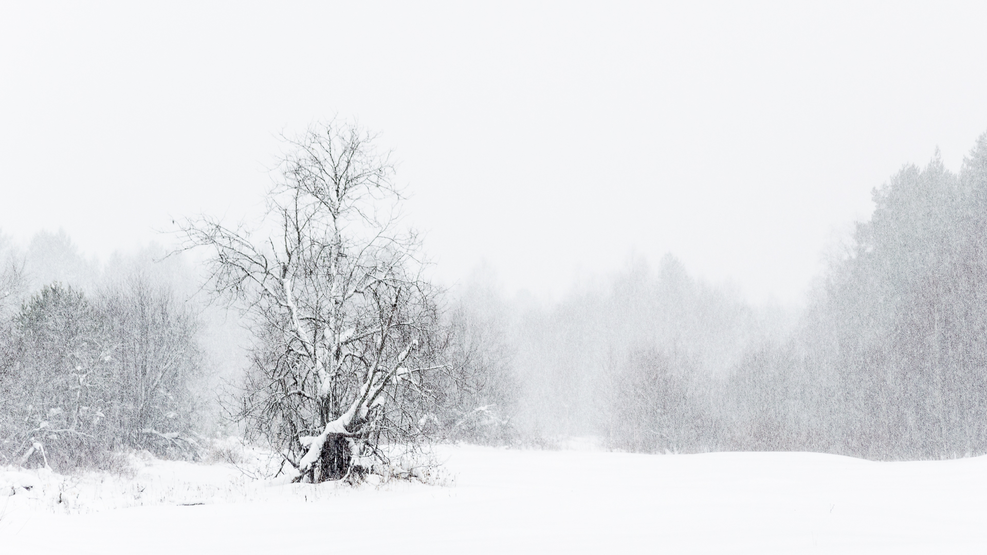 пейзаж, природа, зима, снег, лес, монохром, Mysov Ivan