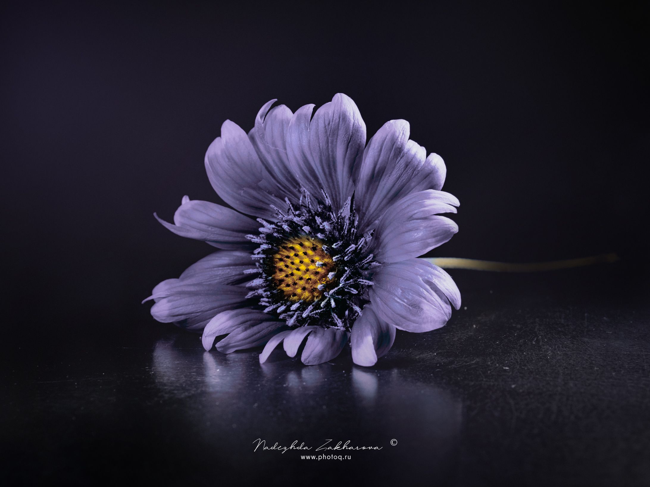 , Захарова Надежда