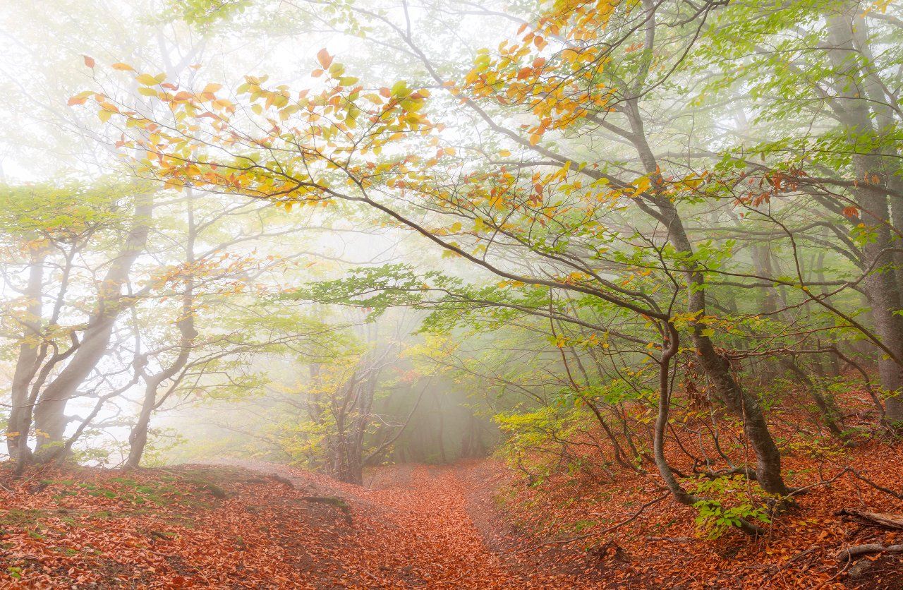 золотая осень, крым, лес, осенний лес, осенний пейзаж, осень, пейзаж, туман, Вадим Балакин
