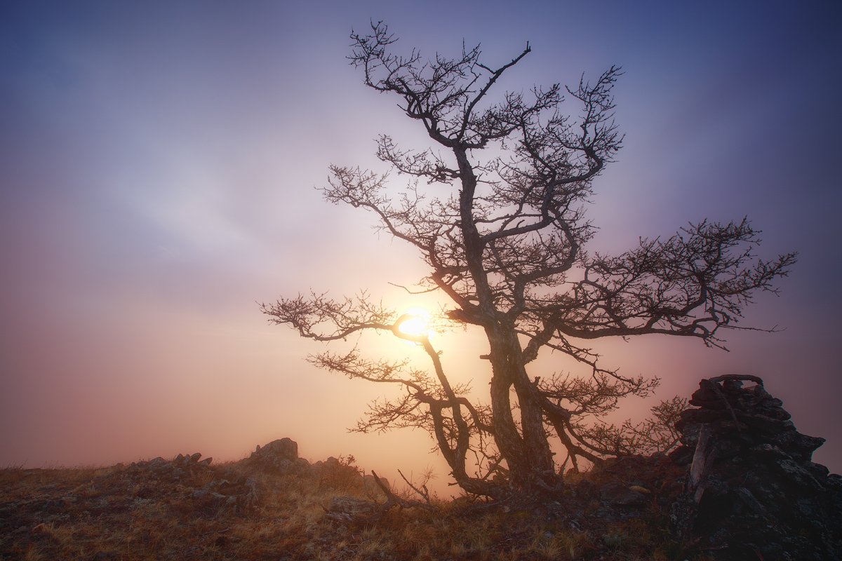 дерево, иркутск, осень, солнце, туман, Евгений Трезубов
