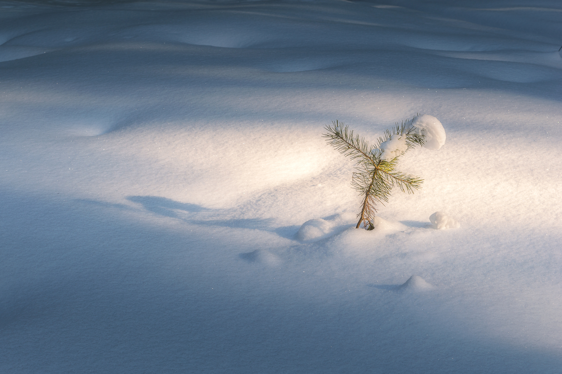 пейзаж, природа, зима, снег, минимализм, Mysov Ivan