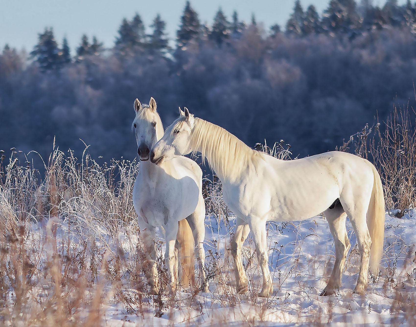 лошади, рысаки,фотосессия, красота, зима,horses,photosession,beautiful, winter, nature, Стукалова Юлия