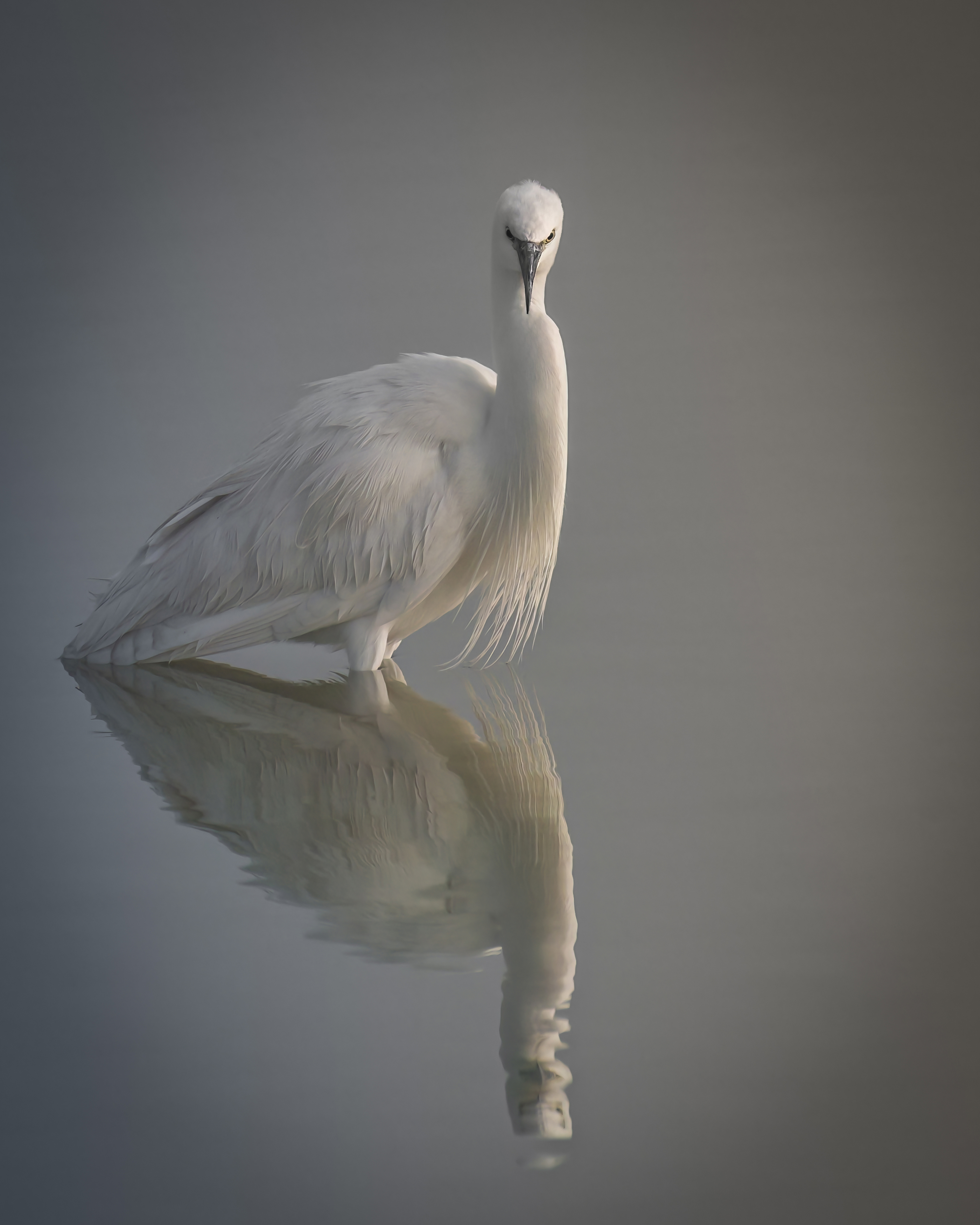 fog,morning,lake,reflection,river,water,sunrise,animals,bird,foggy,feather,sun,animal,birds,close-up,sunny,feathers,closeup,day,egret,wings,wing,little egret,still water, Ahmed Zaeitar