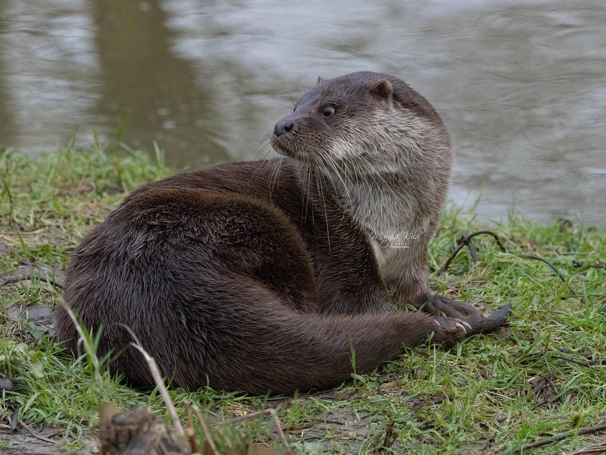 otter, animals, wildlife, nature, canon, MARIA KULA