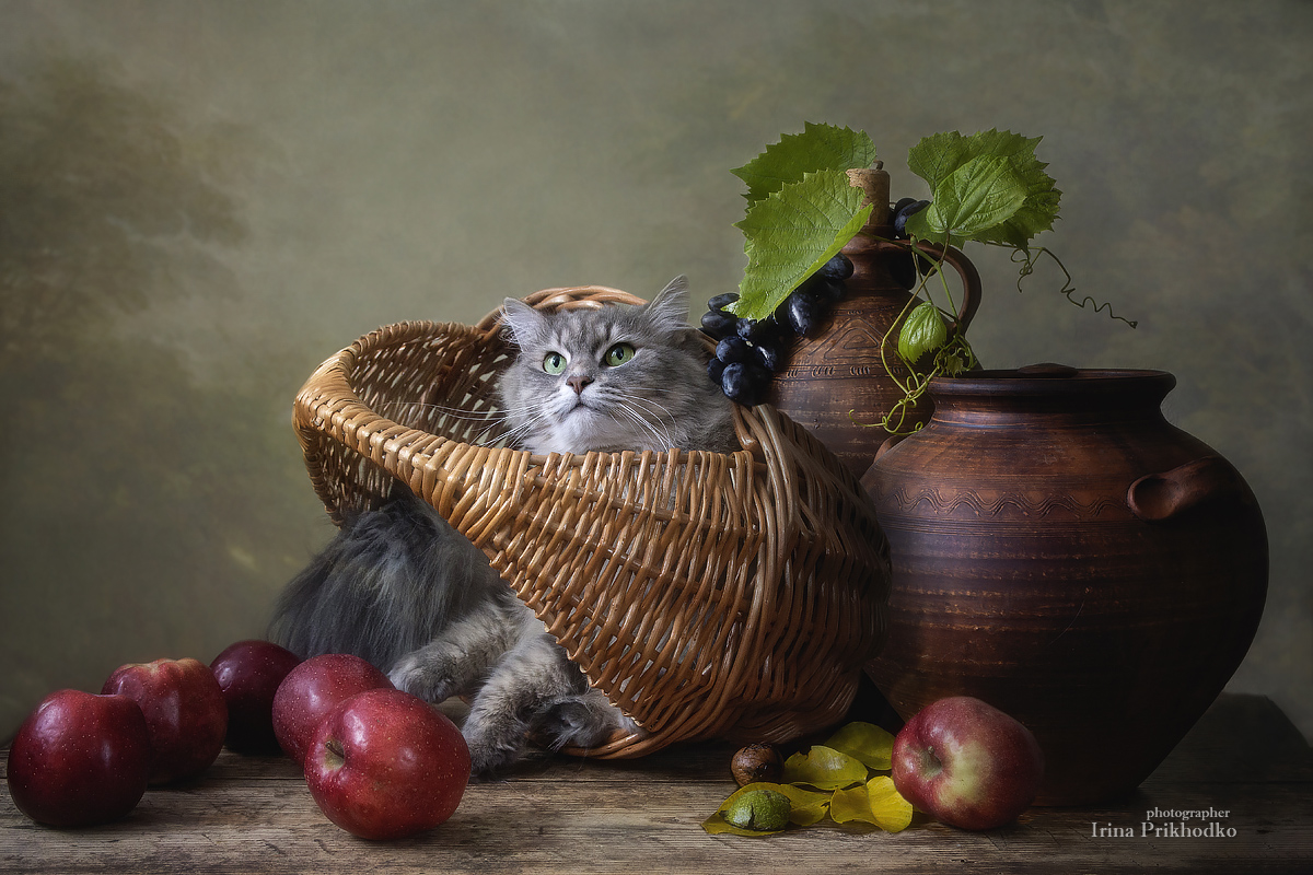 натюрморт, котопортрет, кошки, домашние животные, фрукты, постановочное фото, Приходько Ирина