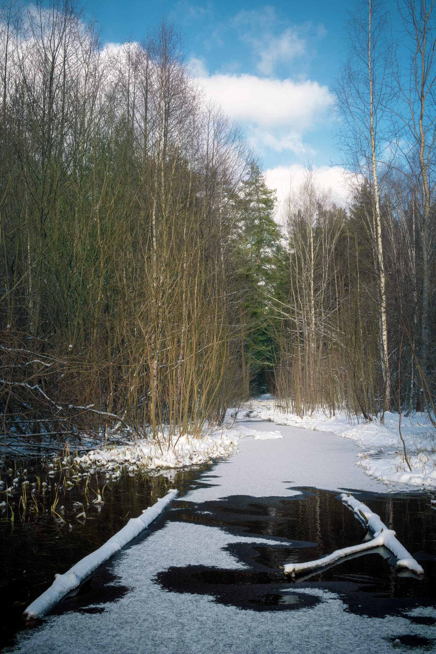 лес, деревья, снег, весна, Валерий Вождаев