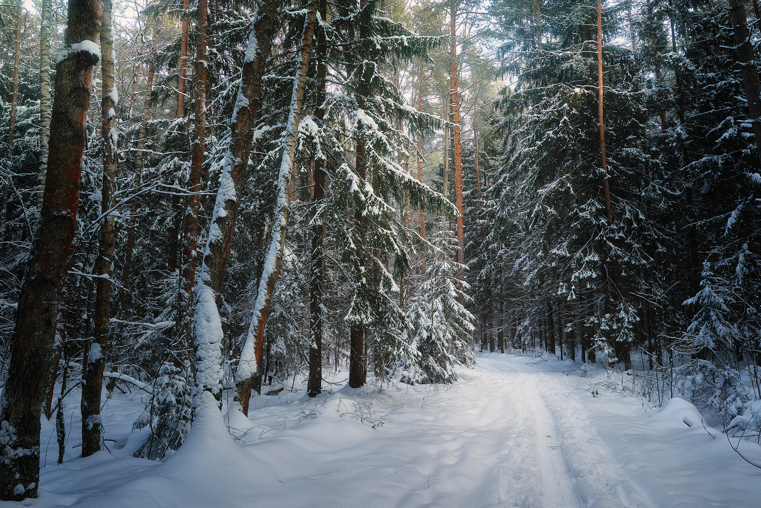 лес, деревья, снег, зима, Валерий Вождаев