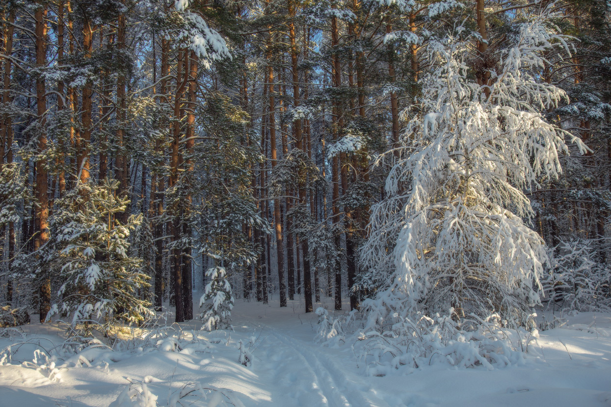 январь лес мороз серково, Дмитрий Алексеев