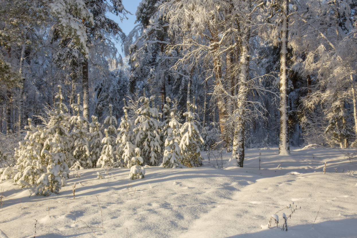 январь лес снег мороз серково, Дмитрий Алексеев