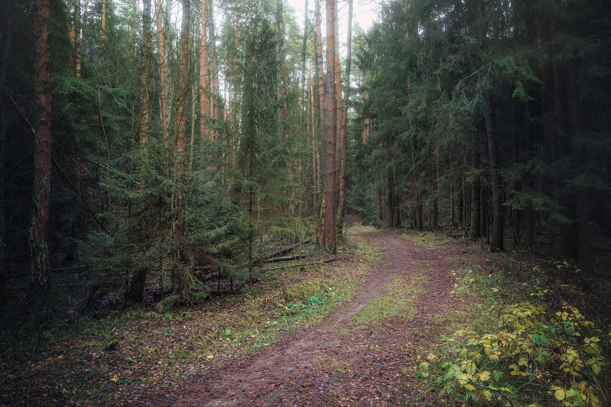 лес, деревья, листва, осень, дорога, Валерий Вождаев