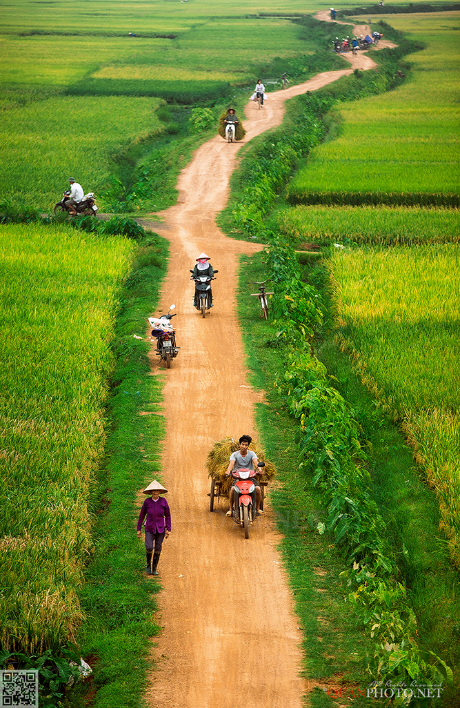 quanphoto, rural, countryside, farmers, road, harvest, rice, vietnam, quanphoto
