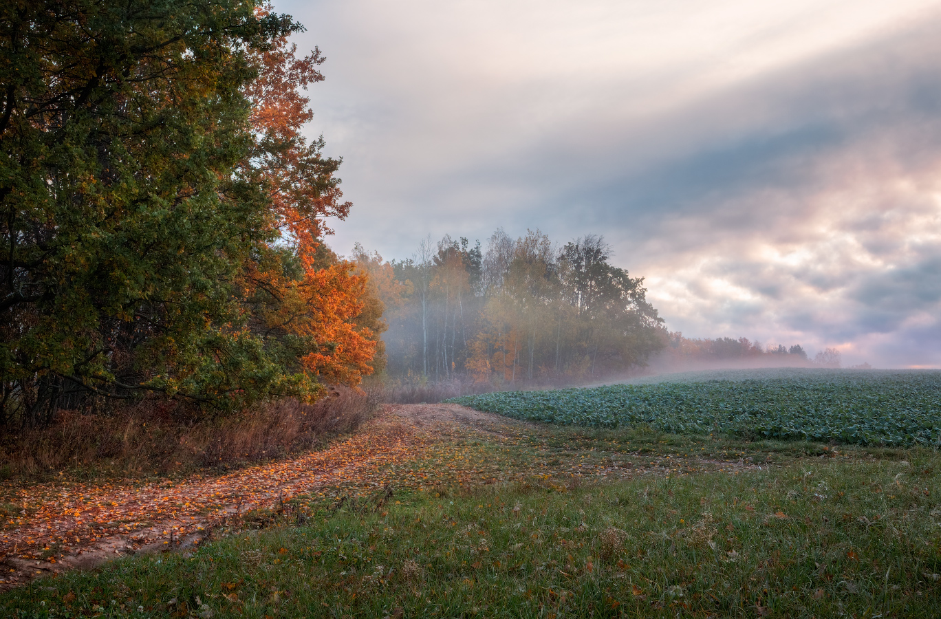 утро, осень, поле, небо, деревья, туман,, Сергей Шабуневич