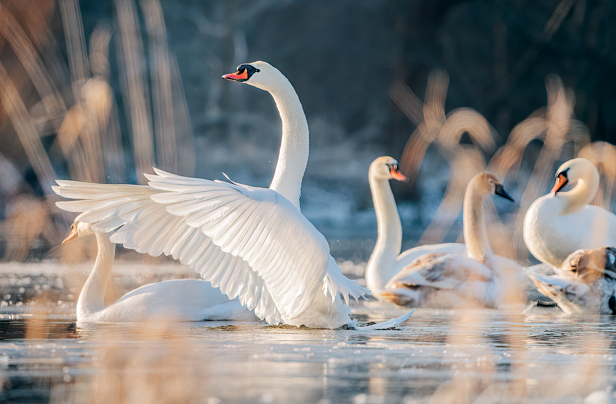 winter, cygnus olor, swan, lake, bird, birdwatching, Wojciech Grzanka