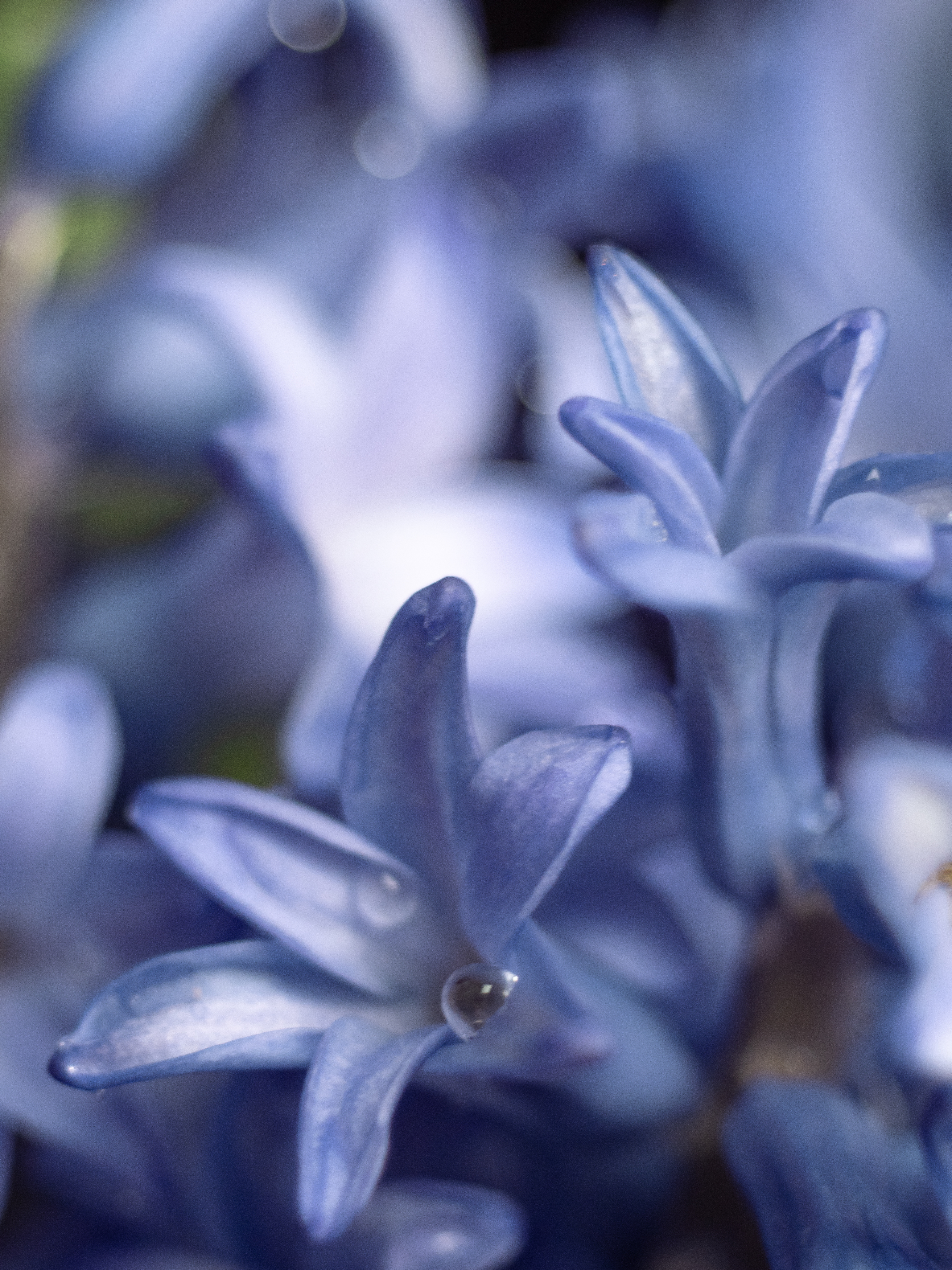 макро, гиацинт, цветок, синий, macro, flower, blue, Протченко Ирина