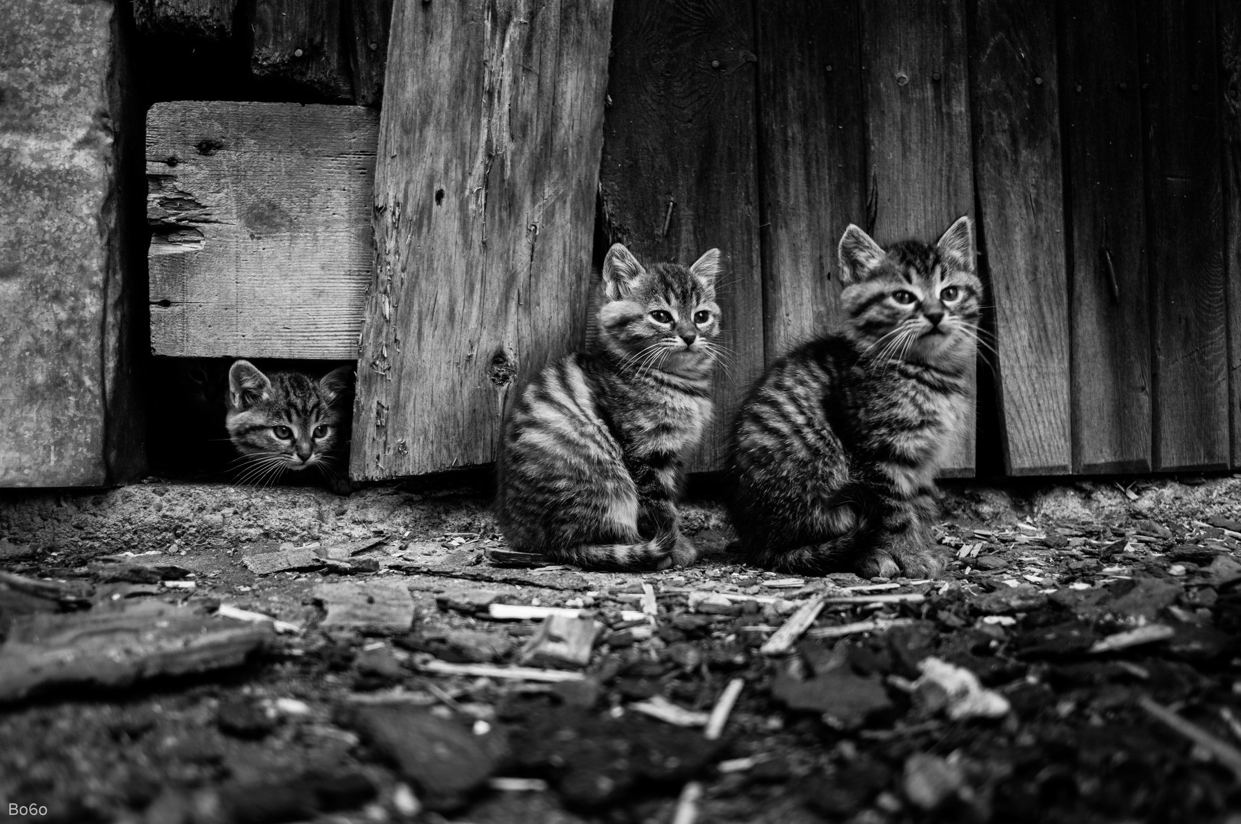 cats,cat,animals, black and white, cute,, Boris Preslavski