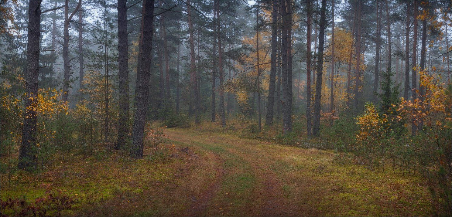 лес туман осень, Михаил Кушнер