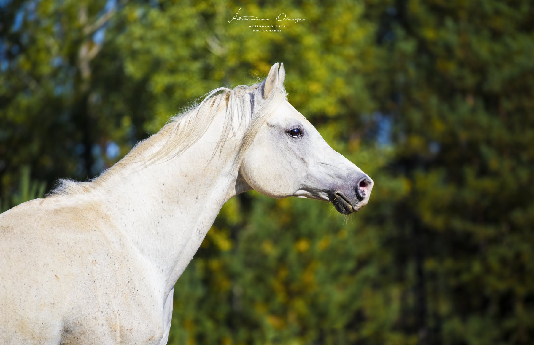 лошади, арабская чистокровная, портрет , Аксёнова Олеся