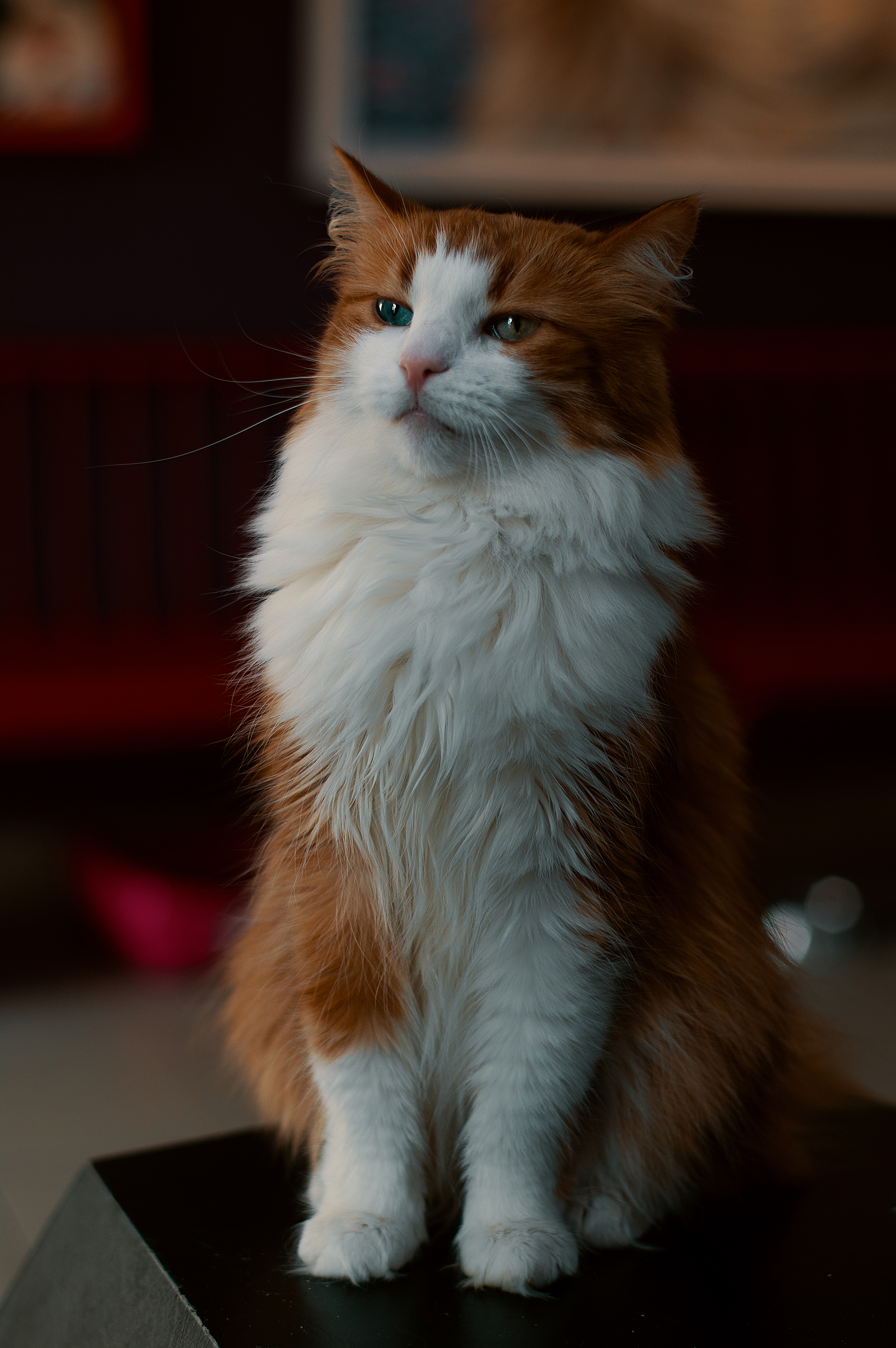 кот, рыжий кот, гордый кот, Оксана Макарова
