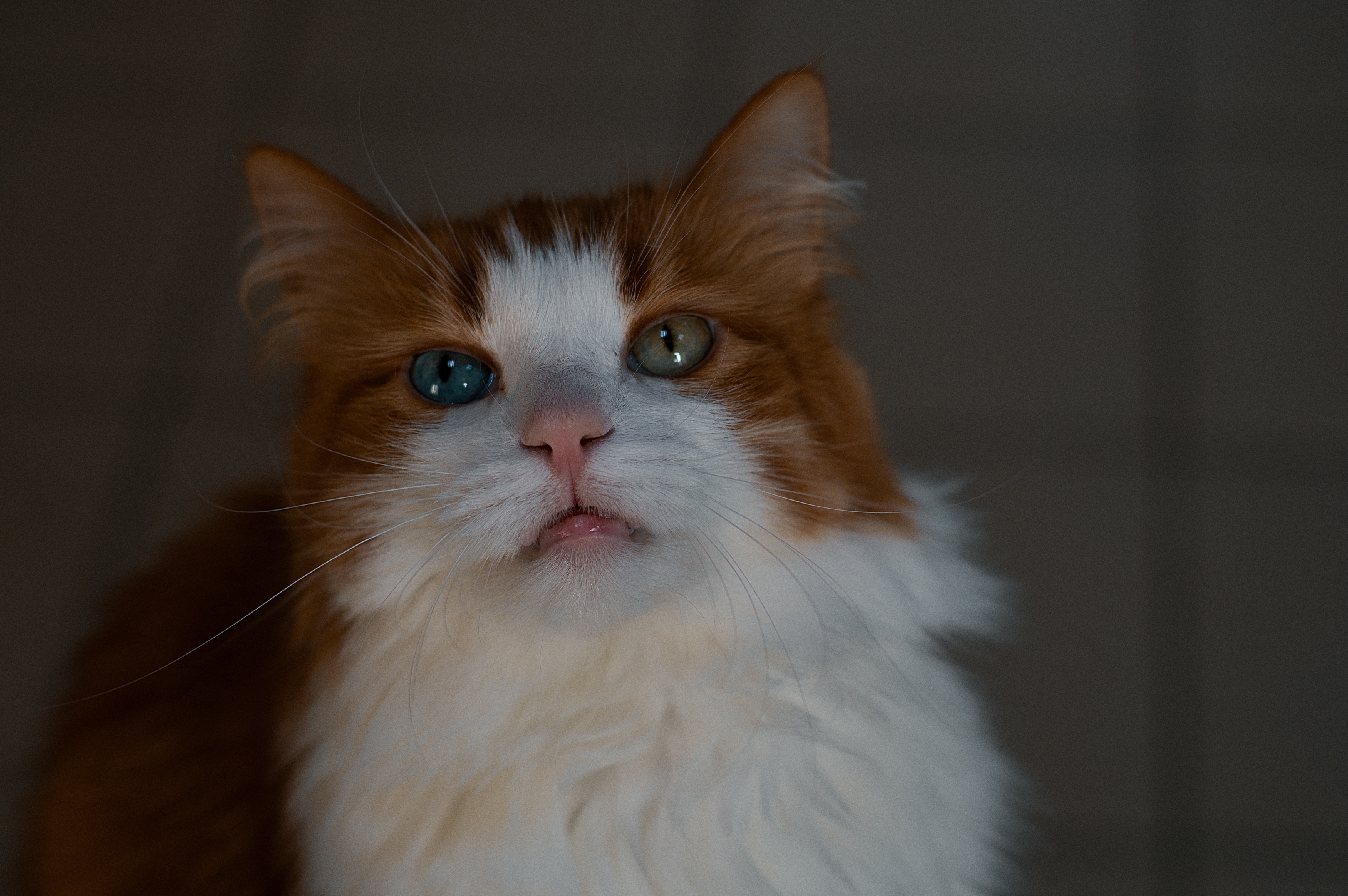 разноцветные глаза, рыжий кот, Оксана Макарова