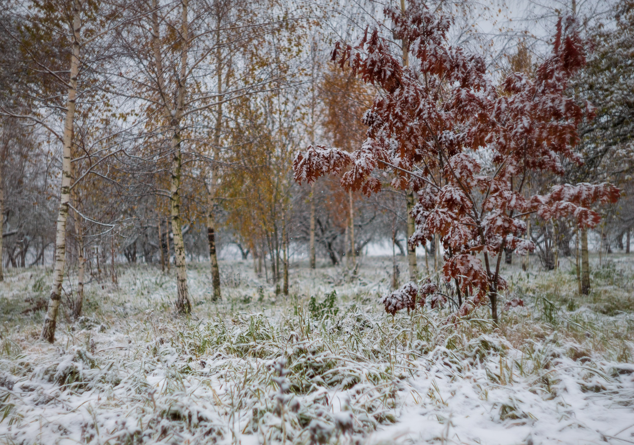 снег, деревья, трава,, Сергей Шабуневич