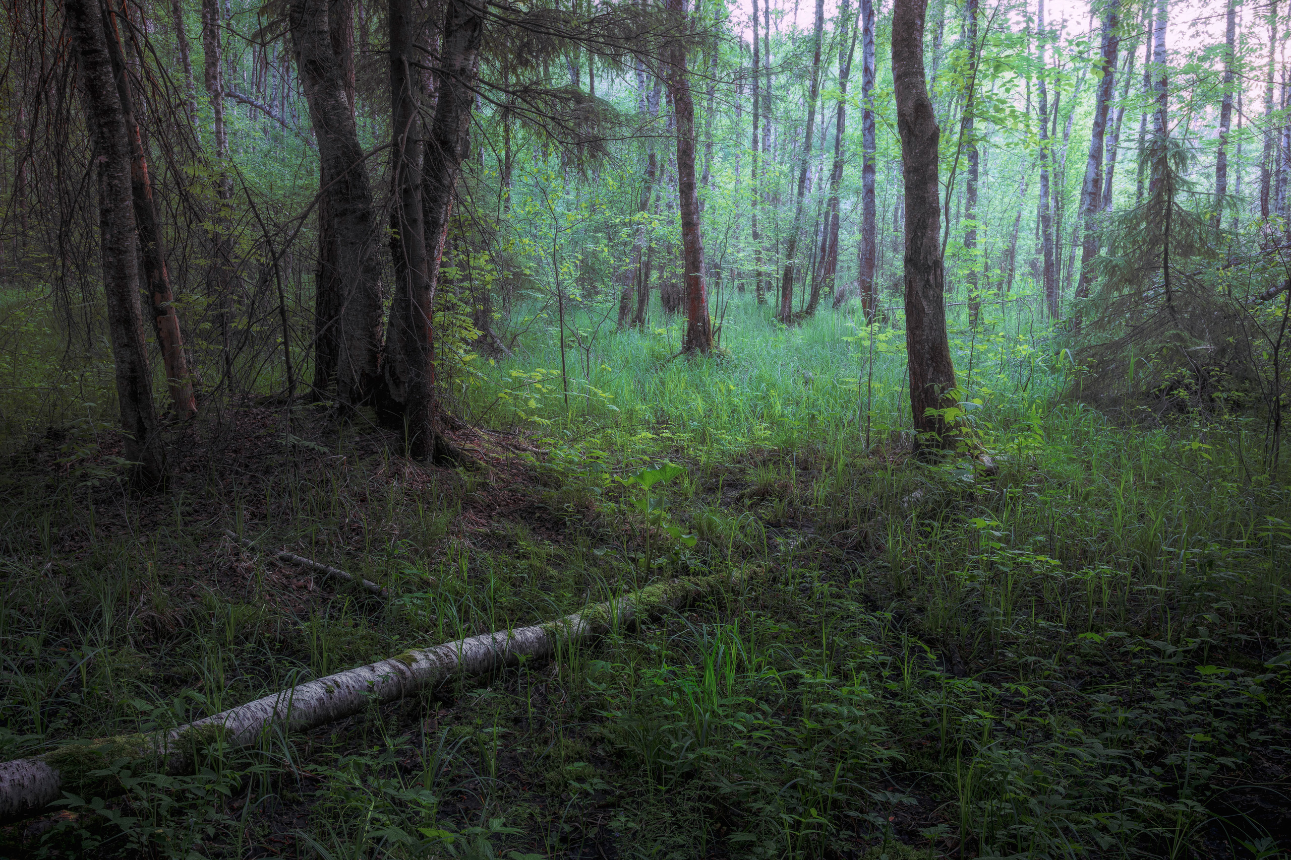 лес, деревья, листва, лето, Валерий Вождаев