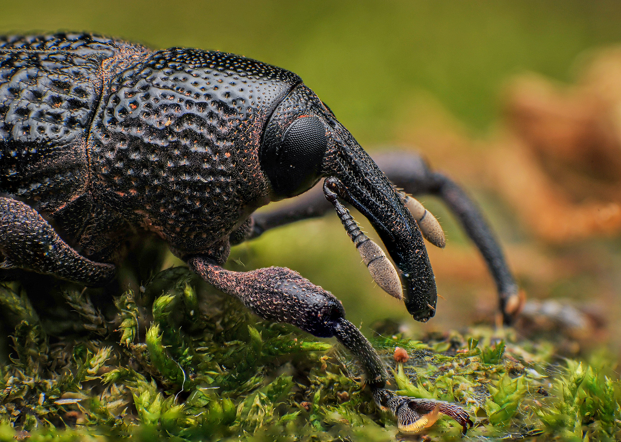 macro, insect, nature, weevil, Norman Celis